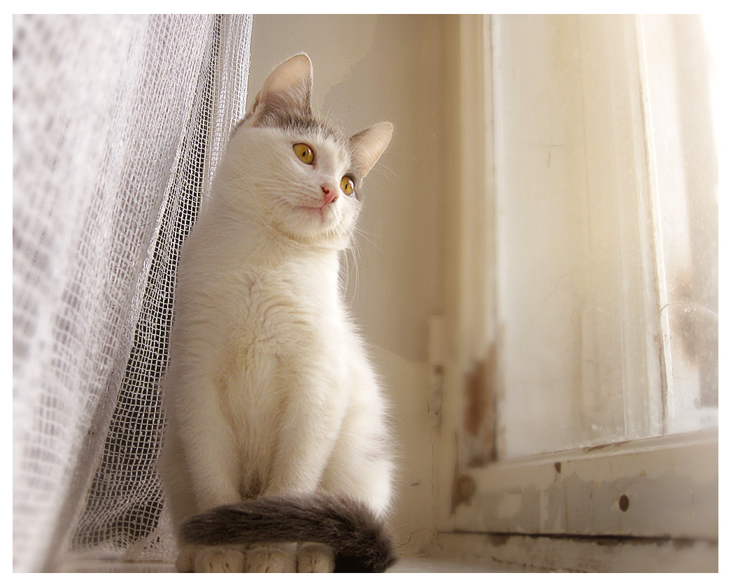 Canon PowerShot SD770 IS (Digital IXUS 85 IS / IXY Digital 25 IS) sample photo. Cat photography