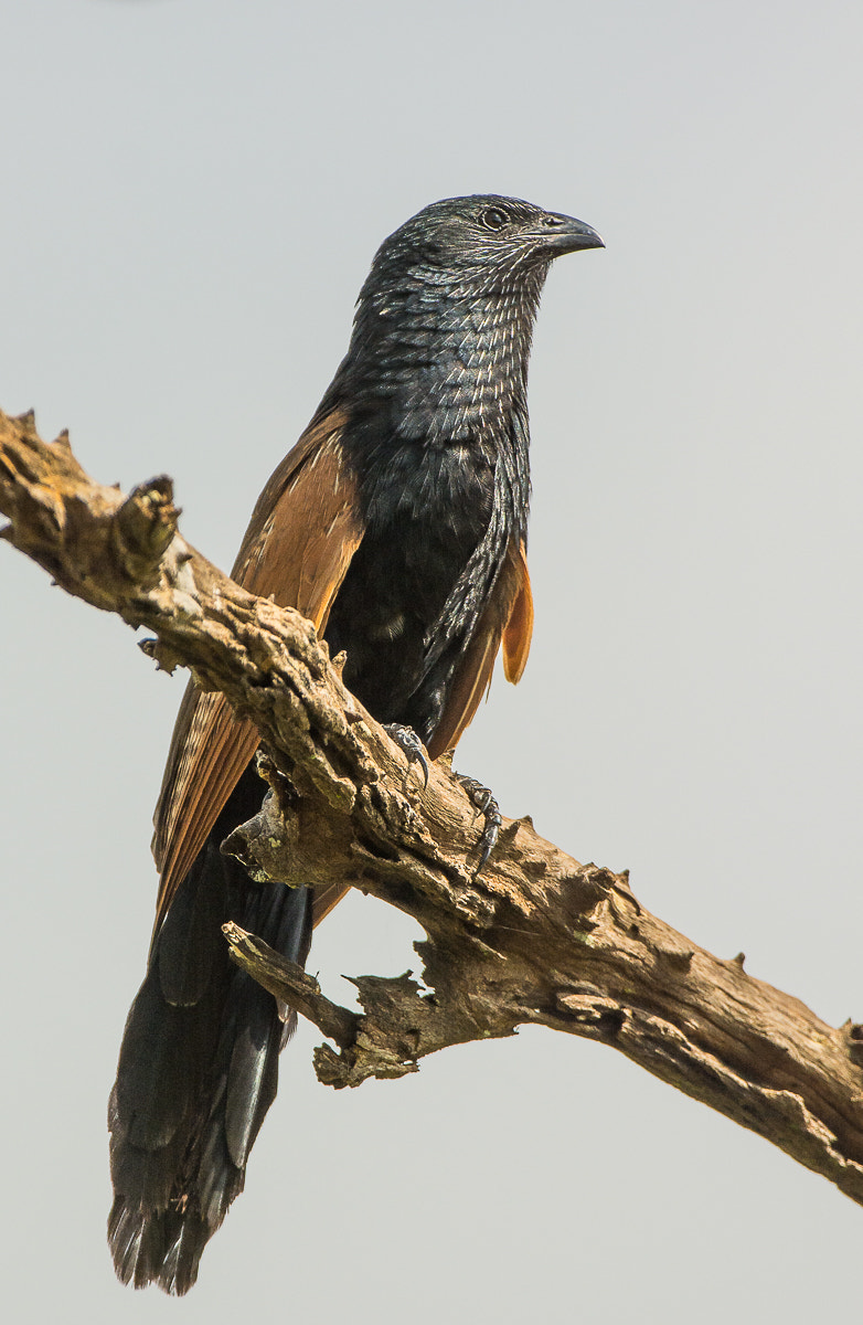 Nikon AF-S Nikkor 200-400mm F4G ED-IF VR sample photo. Black coucal photography