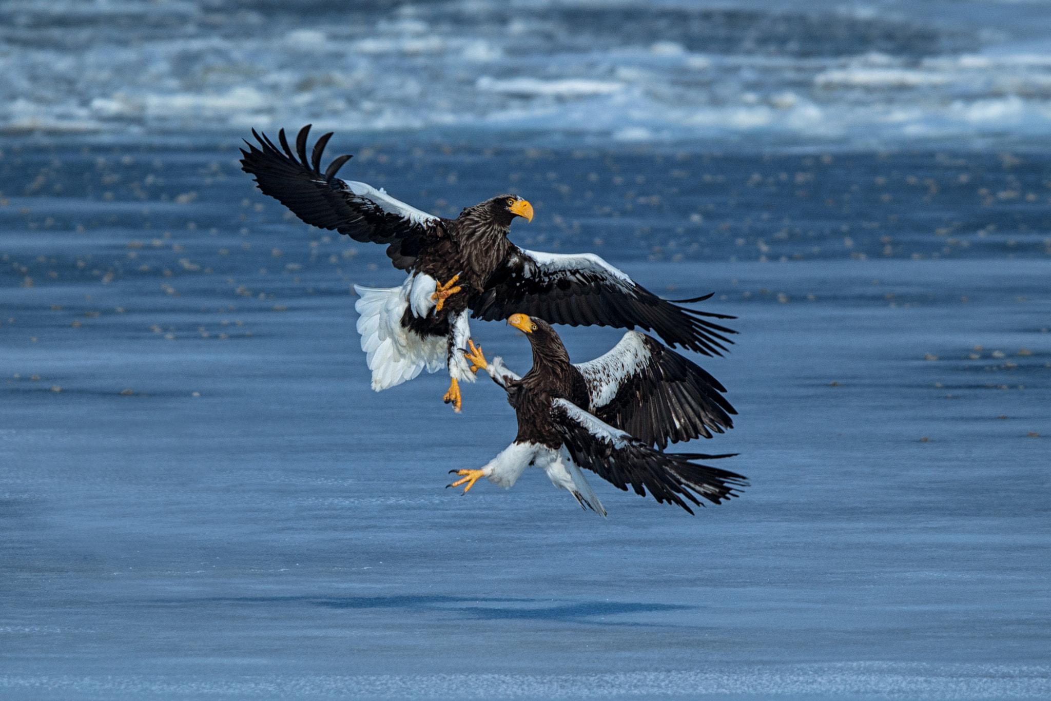 Canon EOS-1D X + Canon EF 300mm F2.8L IS USM sample photo. Steller's sea eagle photography