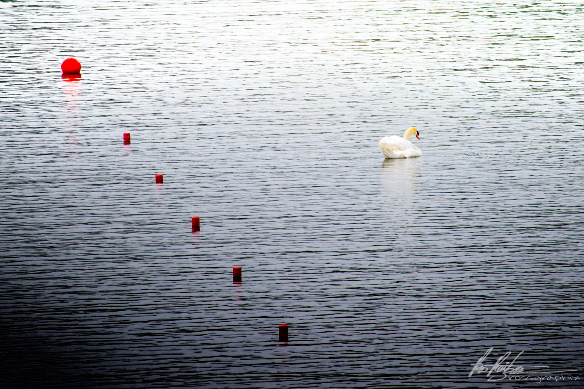 Sigma 50-500mm F4.5-6.3 DG OS HSM sample photo. Swan at the finish line photography