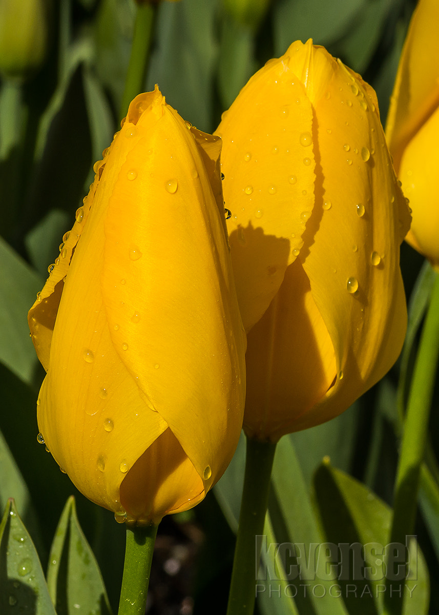 Pentax smc D-FA 100mm F2.8 Macro WR sample photo. Mellow photography
