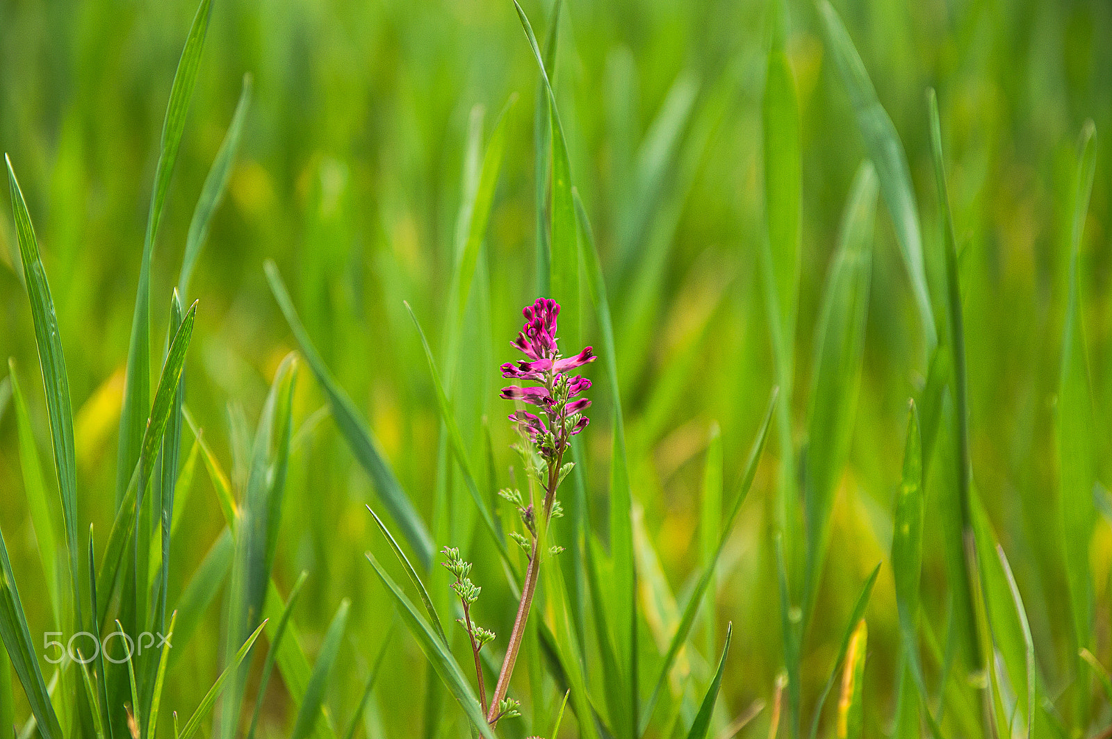 Nikon D3200 + Sigma 17-70mm F2.8-4 DC Macro OS HSM | C sample photo. Pink in green photography