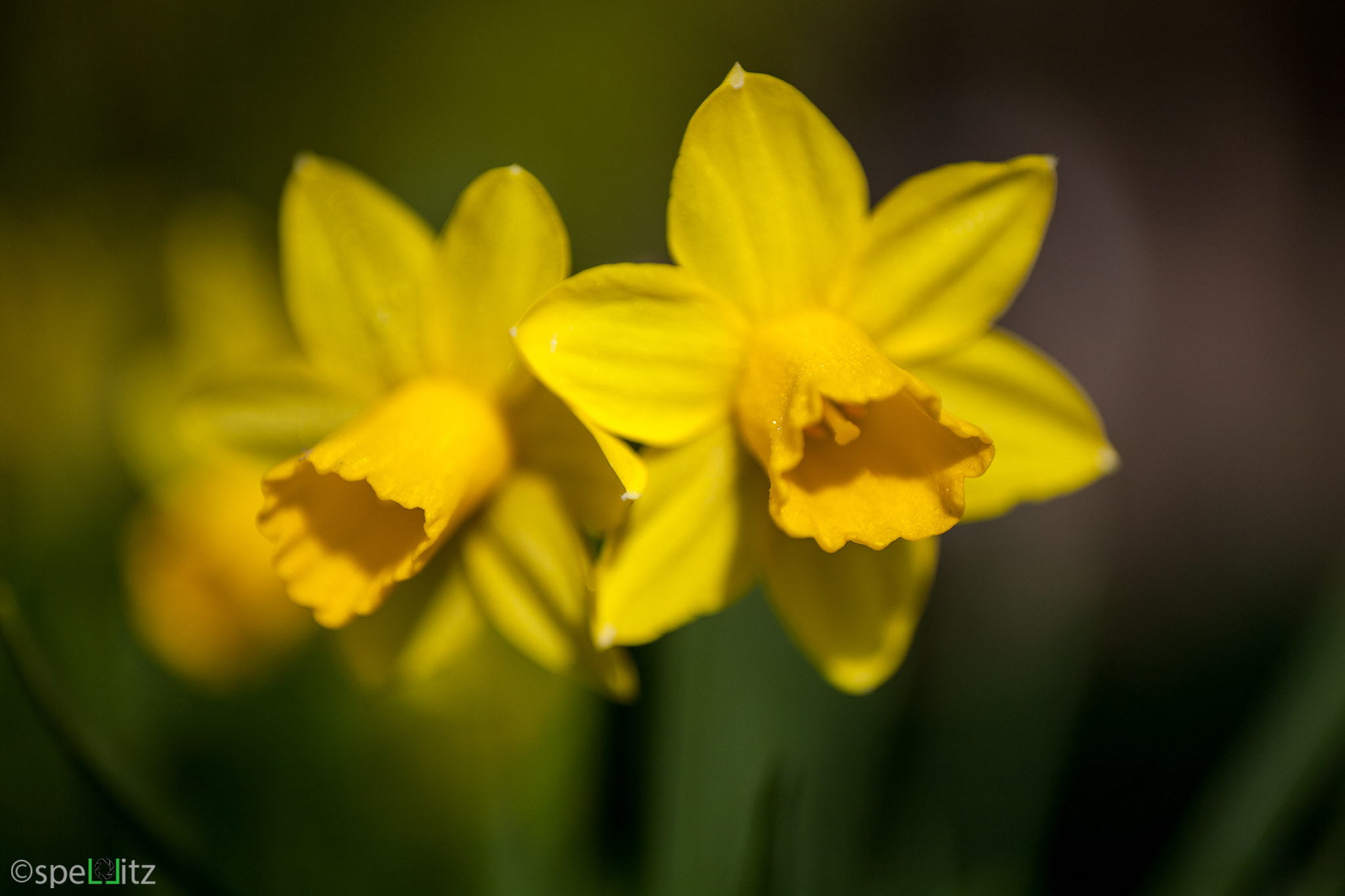 Canon EOS 5D + Canon EF 100mm F2.8 Macro USM sample photo. Märzenbecher (osterglocke) photography