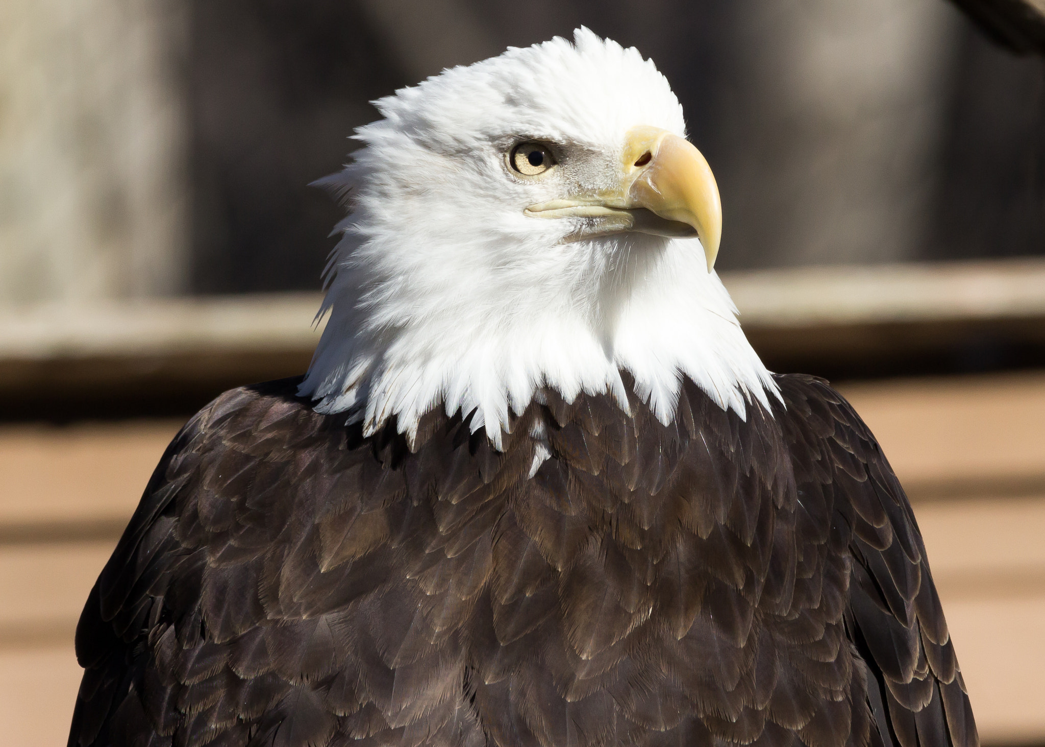 Sigma 150-600mm F5-6.3 DG OS HSM | C sample photo. Eagle ii photography