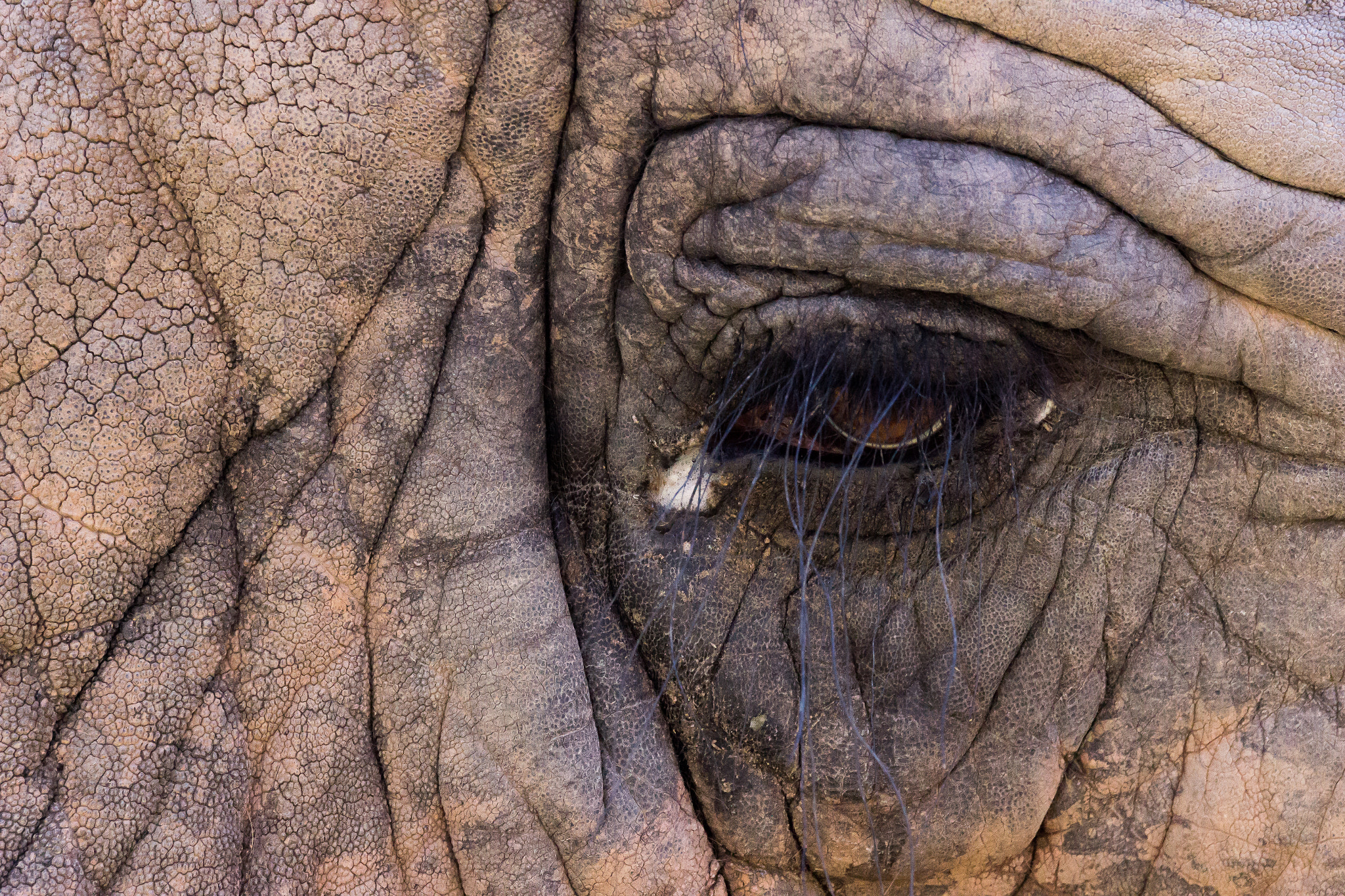 Sigma 150-600mm F5-6.3 DG OS HSM | C sample photo. Elephant eye photography