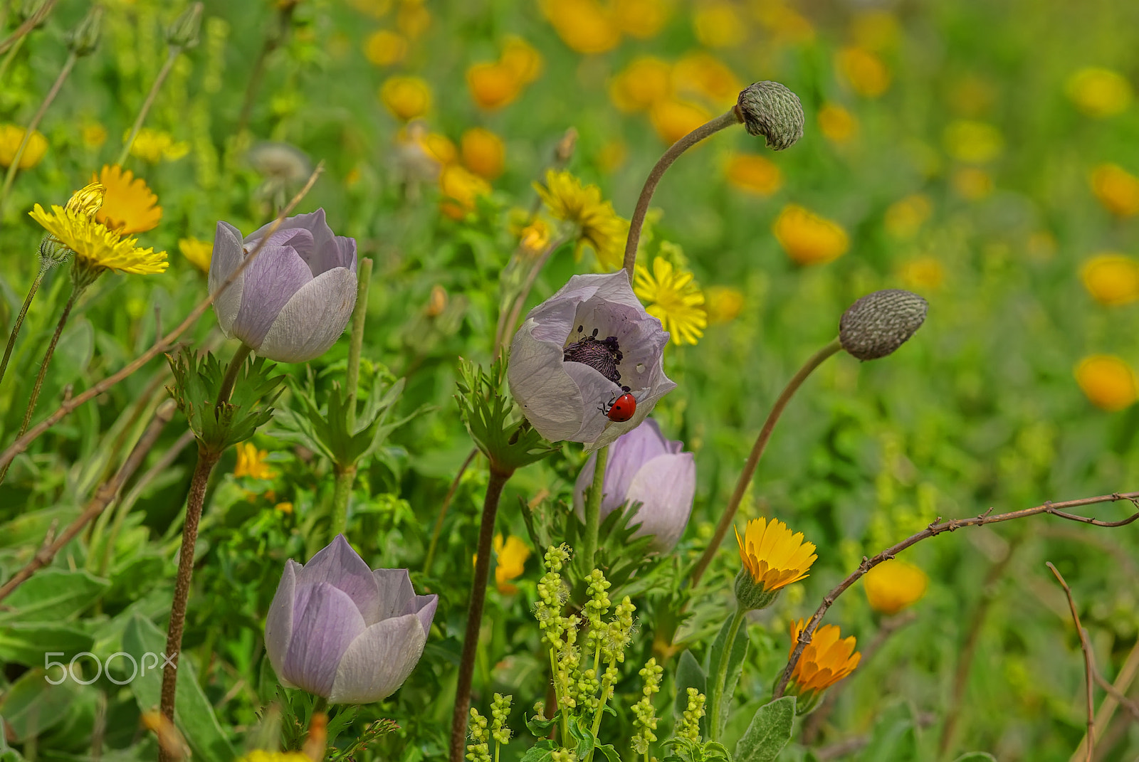 Pentax K10D + smc PENTAX-FA Macro 100mm F2.8 sample photo. Flowers photography