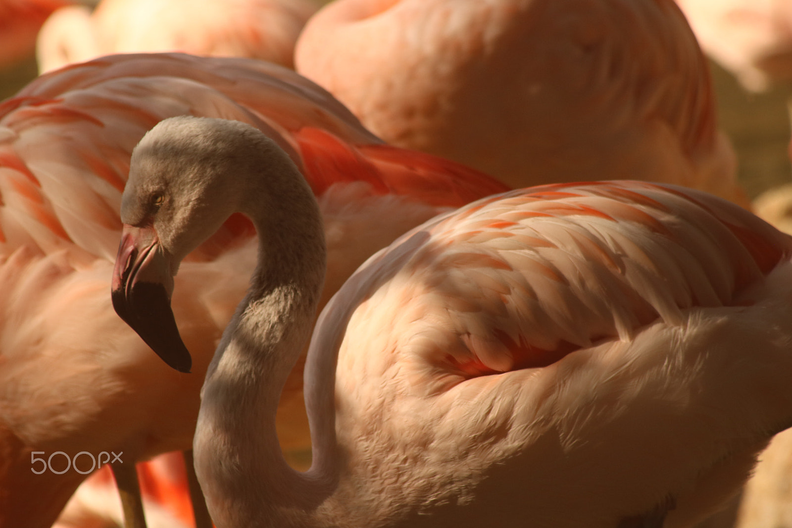 Canon EF 80-200mm f/4.5-5.6 USM sample photo. Flamingos 4296 photography