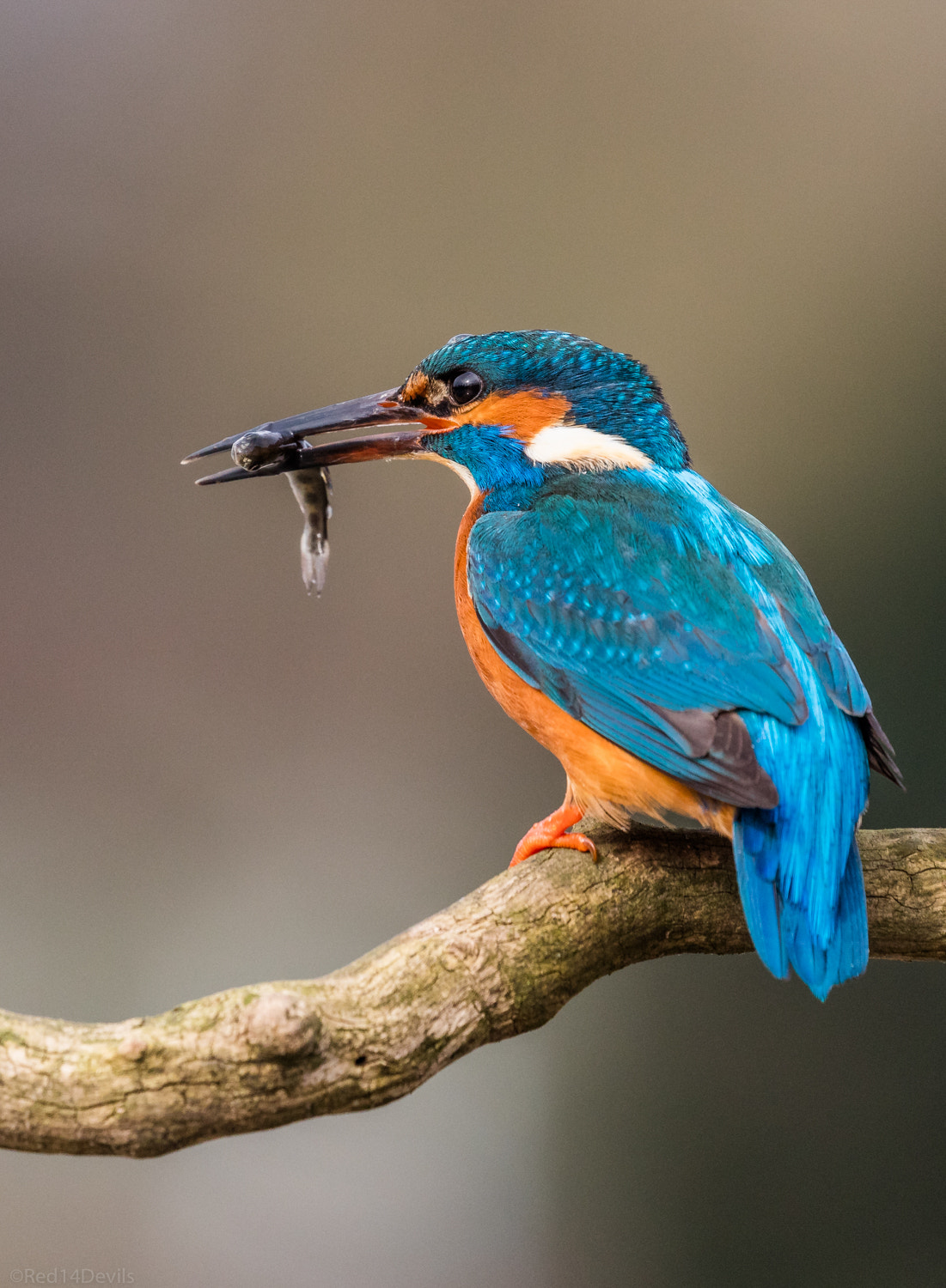 Canon EF 100-400mm F4.5-5.6L IS II USM sample photo. Kingfisher photography