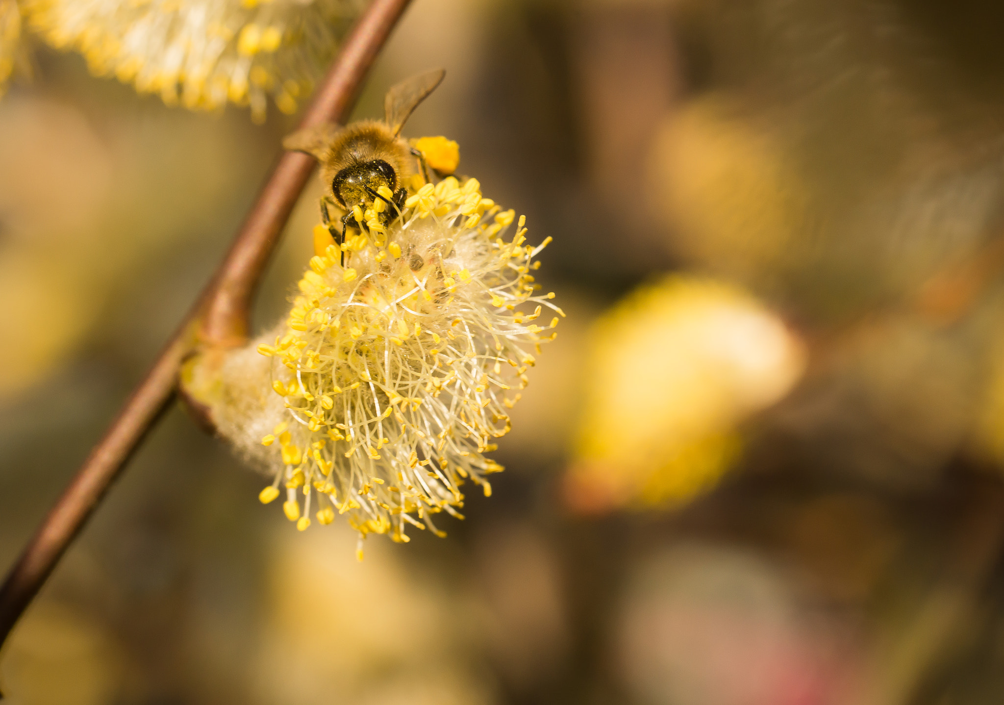 Sony SLT-A65 (SLT-A65V) sample photo. Bij photography