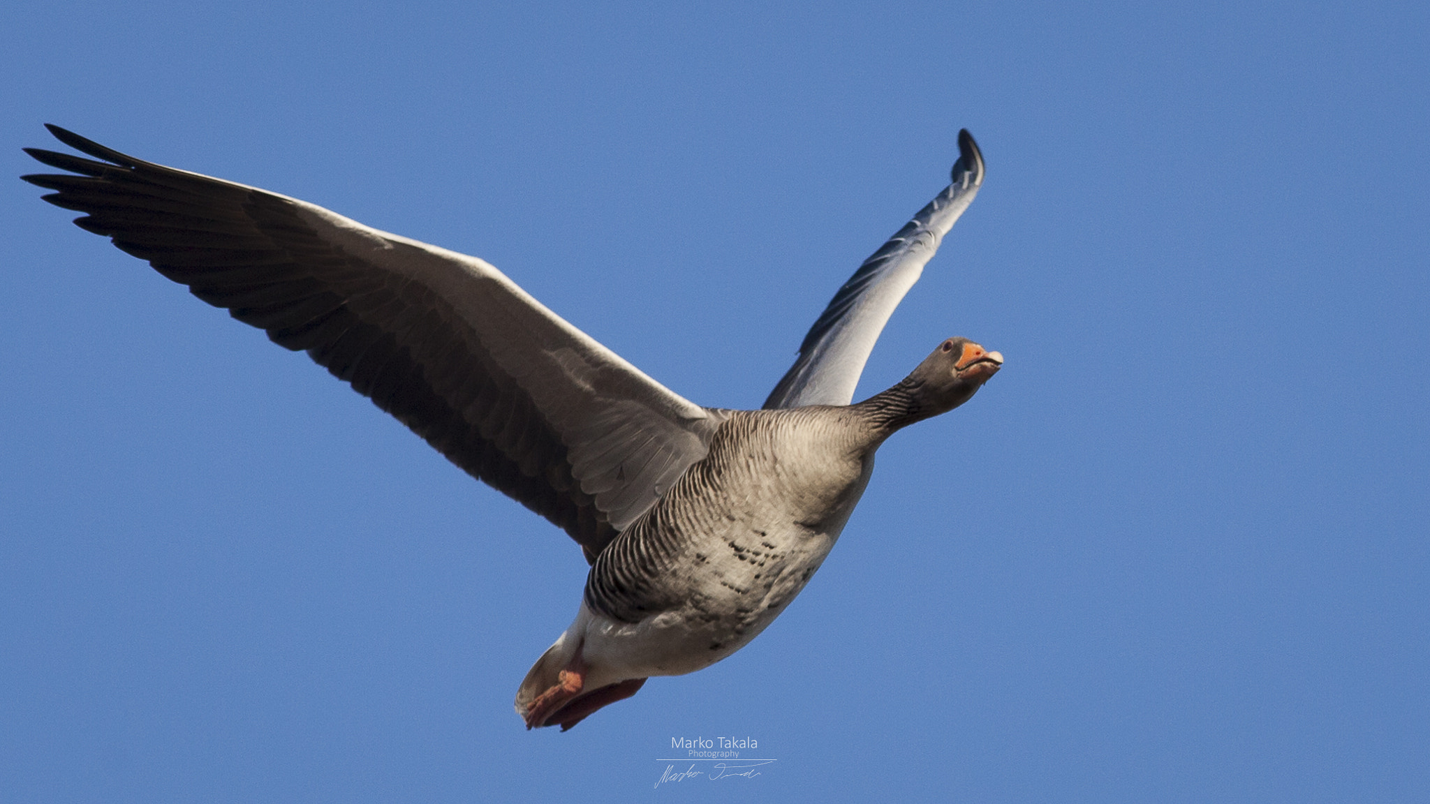 Canon EOS 5D Mark II + Canon EF 400mm F5.6L USM sample photo. Goose photography