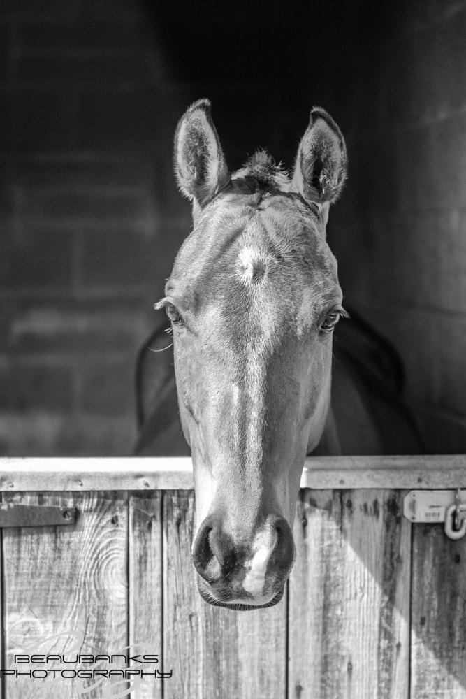 Canon EF 70-200mm F2.8L IS II USM sample photo. Horse photography