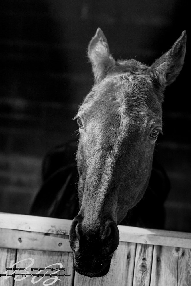 Canon EF 70-200mm F2.8L IS II USM sample photo. Horse photography
