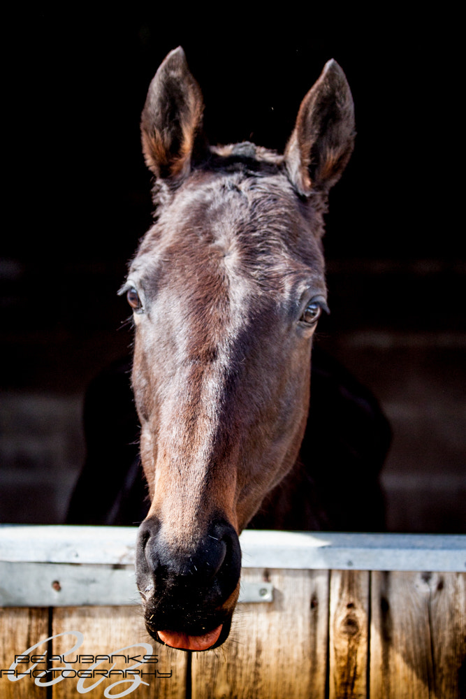 Canon EF 70-200mm F2.8L IS II USM sample photo. Horse photography