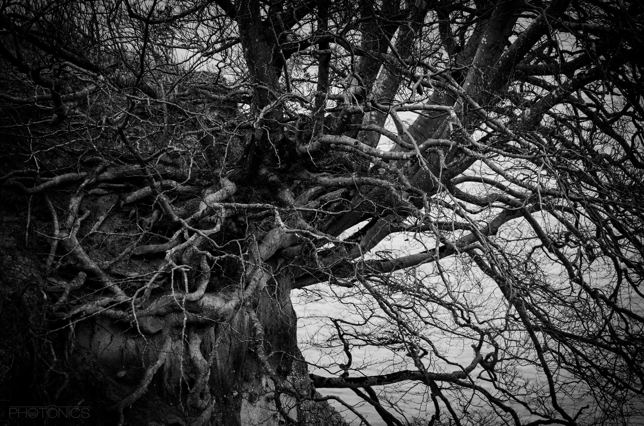 Nikon AF-S Nikkor 70-200mm F2.8G ED VR II sample photo. Bush photography