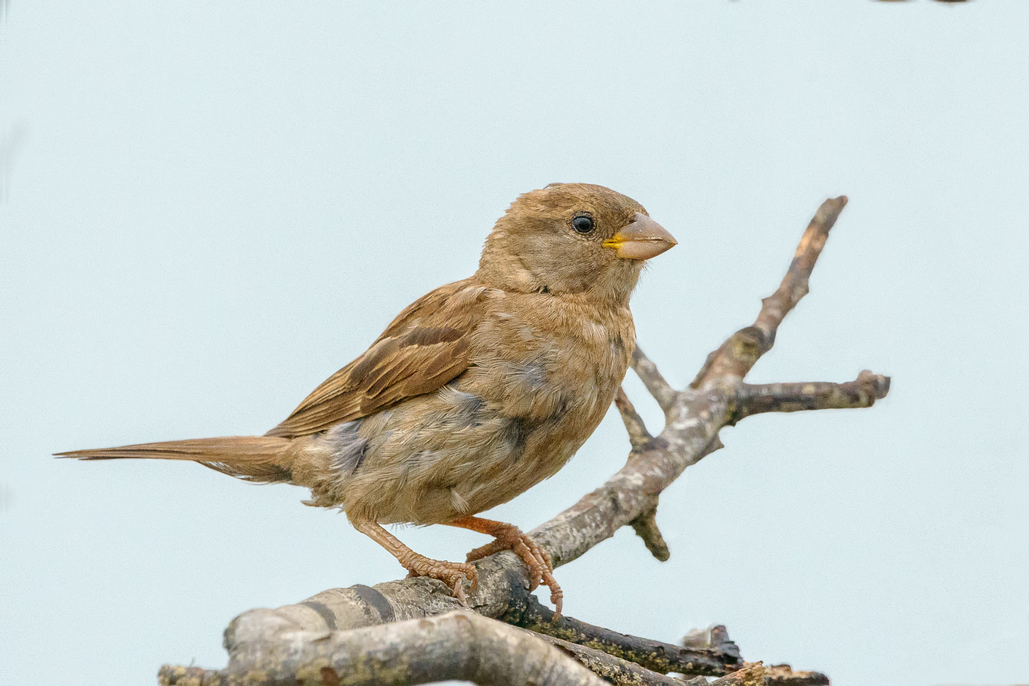 Nikon D800E + Nikon AF-S Nikkor 500mm F4G ED VR sample photo. Aves de chile photography