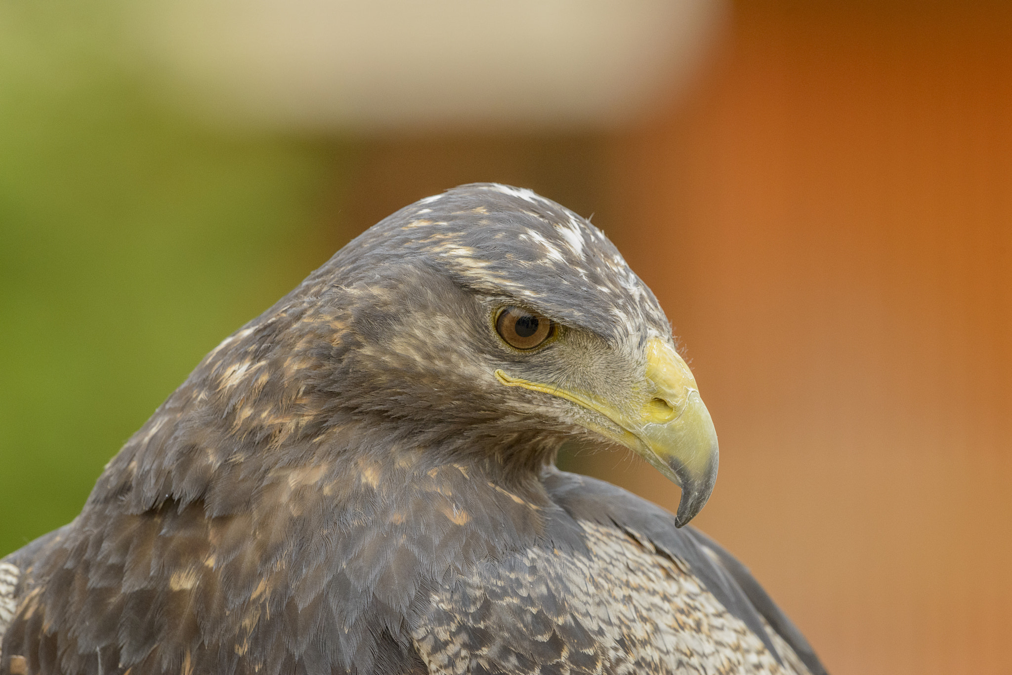 Nikon D800E + Nikon AF-S Nikkor 500mm F4G ED VR sample photo. Aves de chile photography