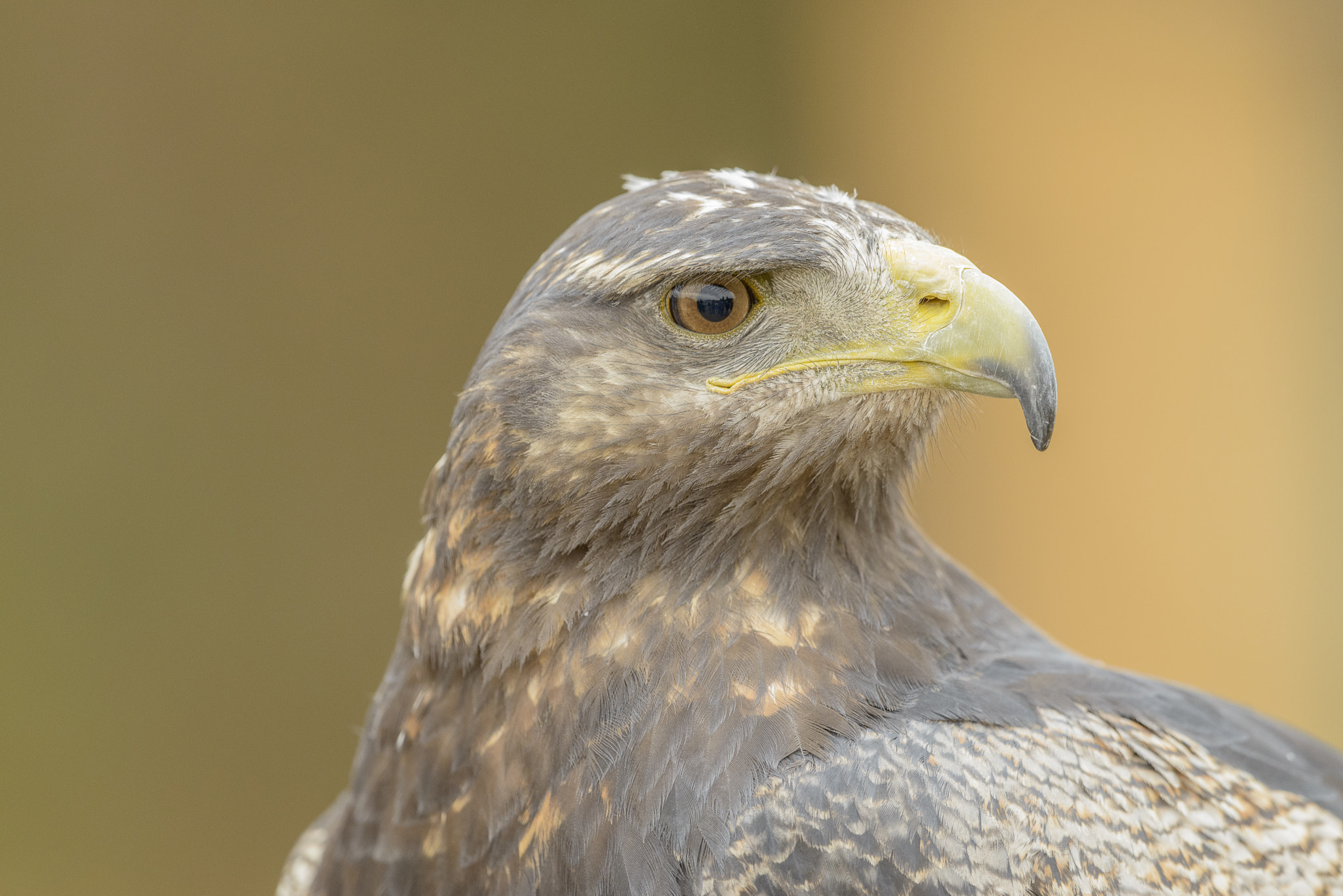 Nikon D800E + Nikon AF-S Nikkor 500mm F4G ED VR sample photo. Aves de chile photography