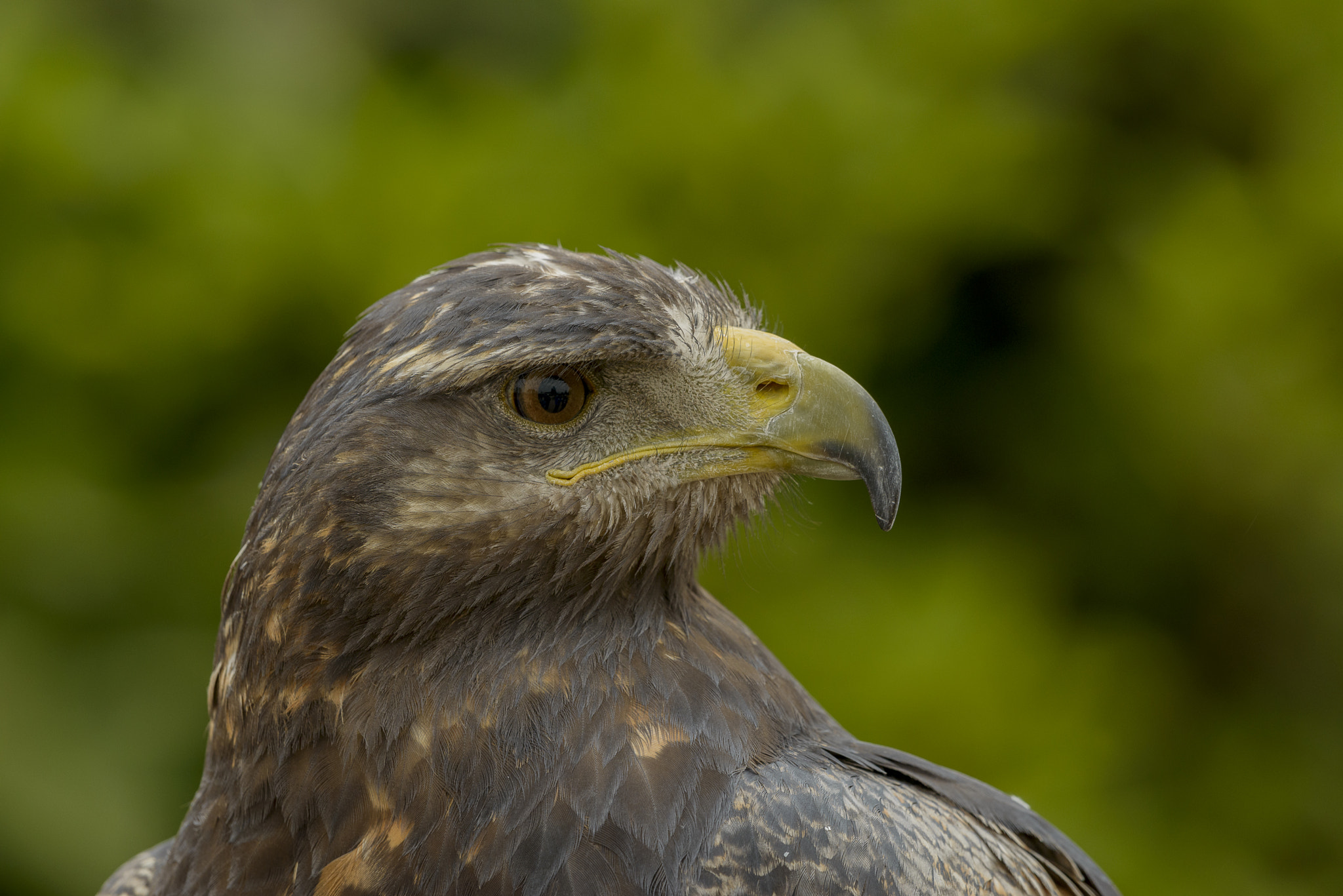 Nikon D800E + Nikon AF-S Nikkor 500mm F4G ED VR sample photo. Aves de chile photography