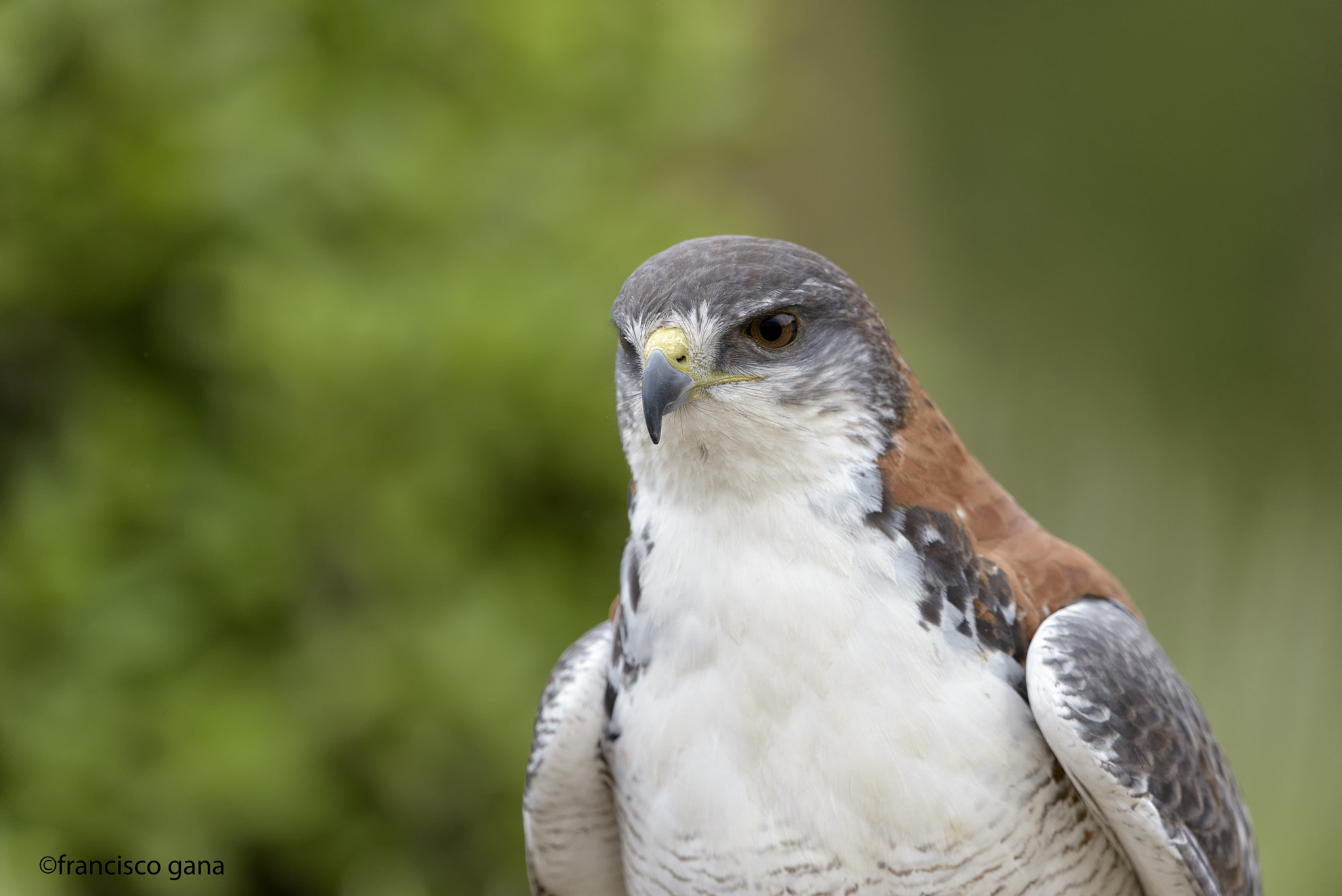 Nikon D800E + Nikon AF-S Nikkor 500mm F4G ED VR sample photo. Aves de chile photography