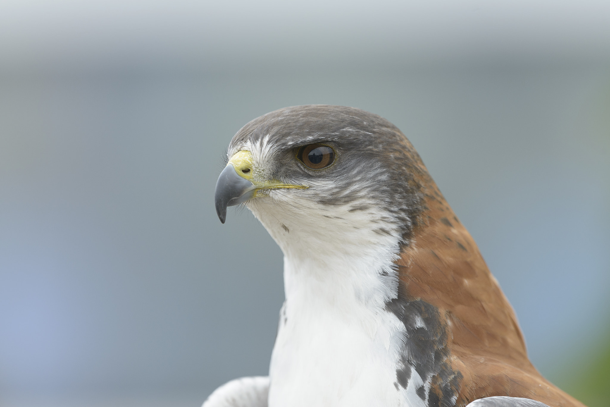 Nikon D800E + Nikon AF-S Nikkor 500mm F4G ED VR sample photo. Aves de chile photography