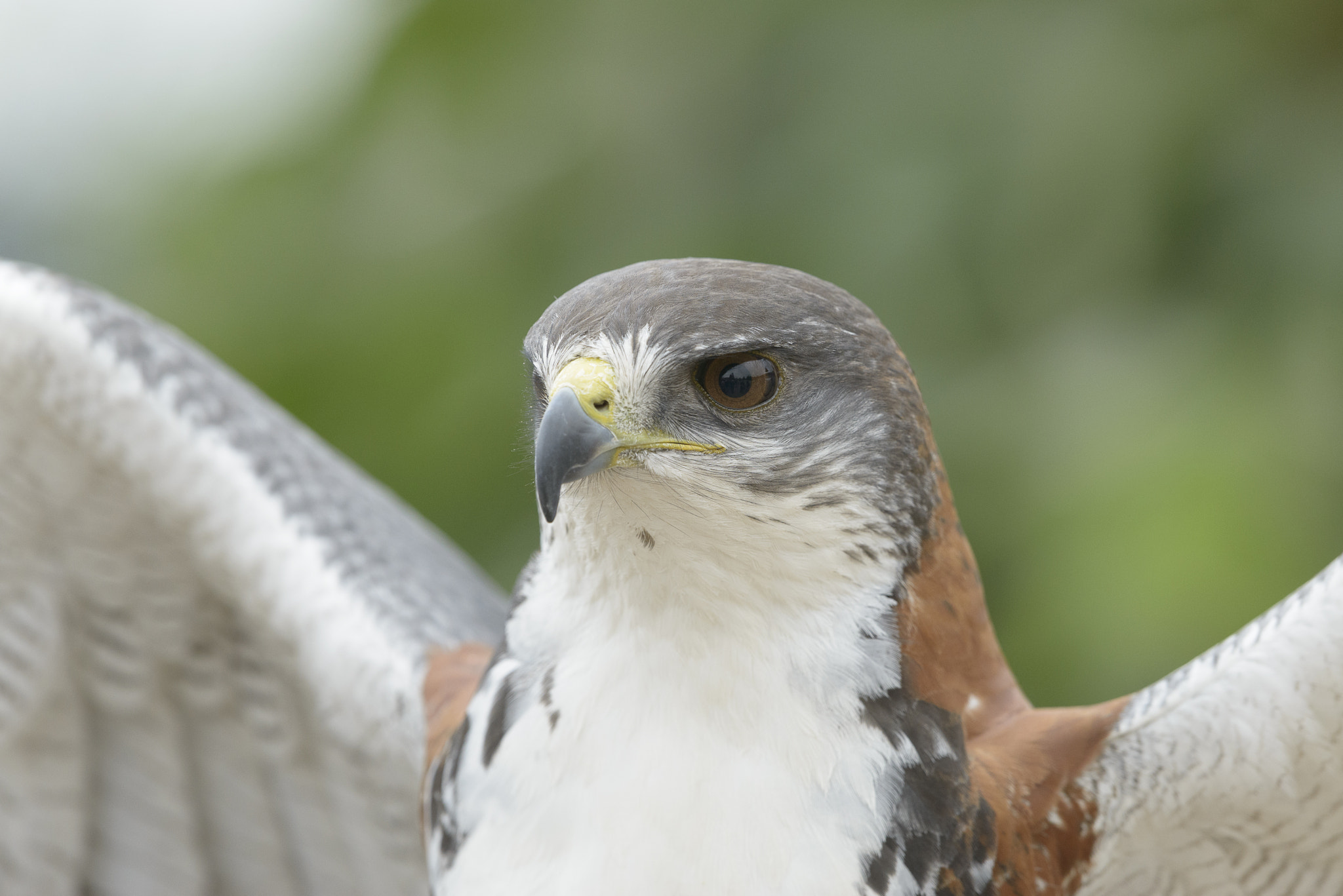 Nikon D800E + Nikon AF-S Nikkor 500mm F4G ED VR sample photo. Aves de chile photography