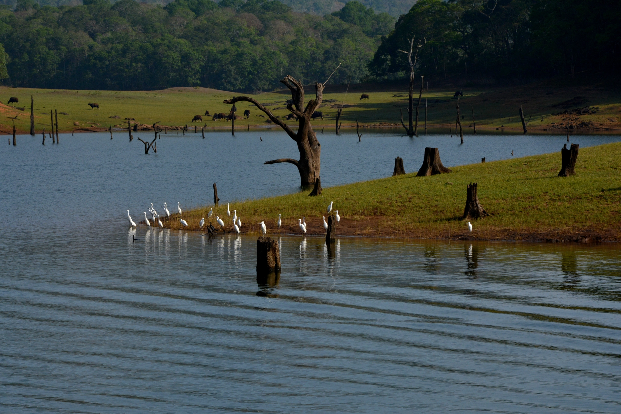 Nikon D5200 + Sigma 50mm F1.4 DG HSM Art sample photo. Birds of a feather. photography