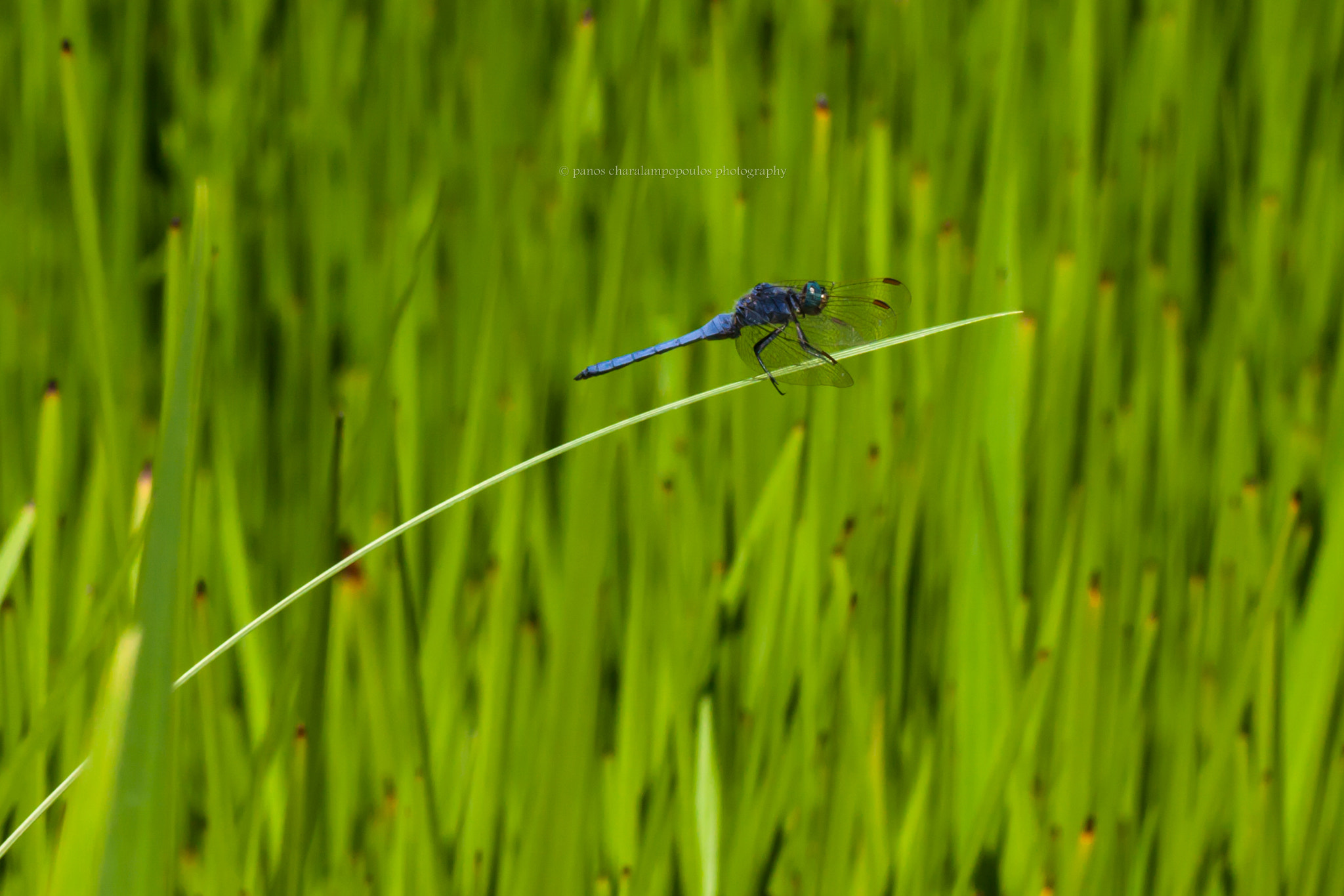 Canon EOS 50D + Tamron SP AF 90mm F2.8 Di Macro sample photo. Dragonfly photography