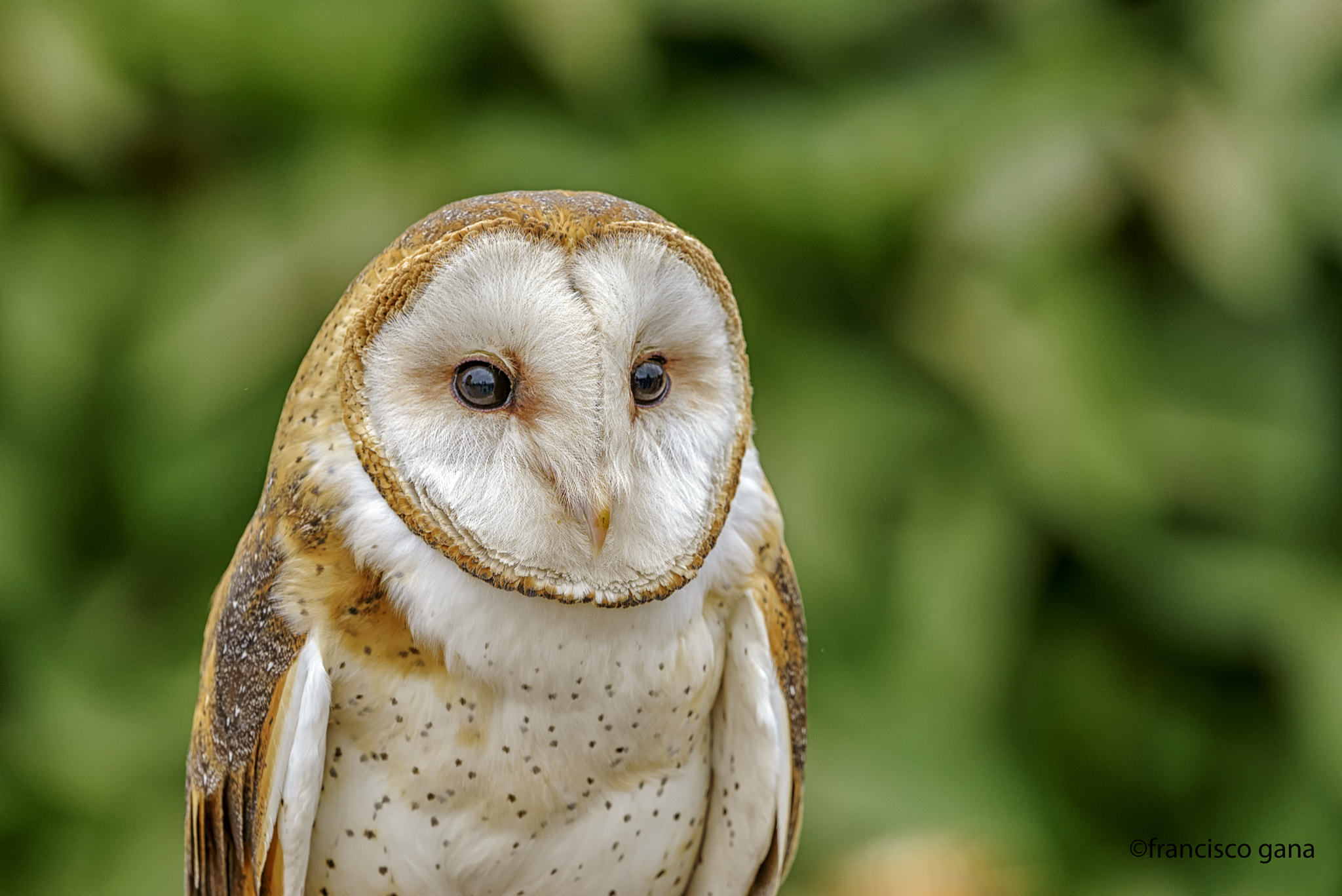 Nikon D800E + Nikon AF-S Nikkor 500mm F4G ED VR sample photo. Aves de chile photography