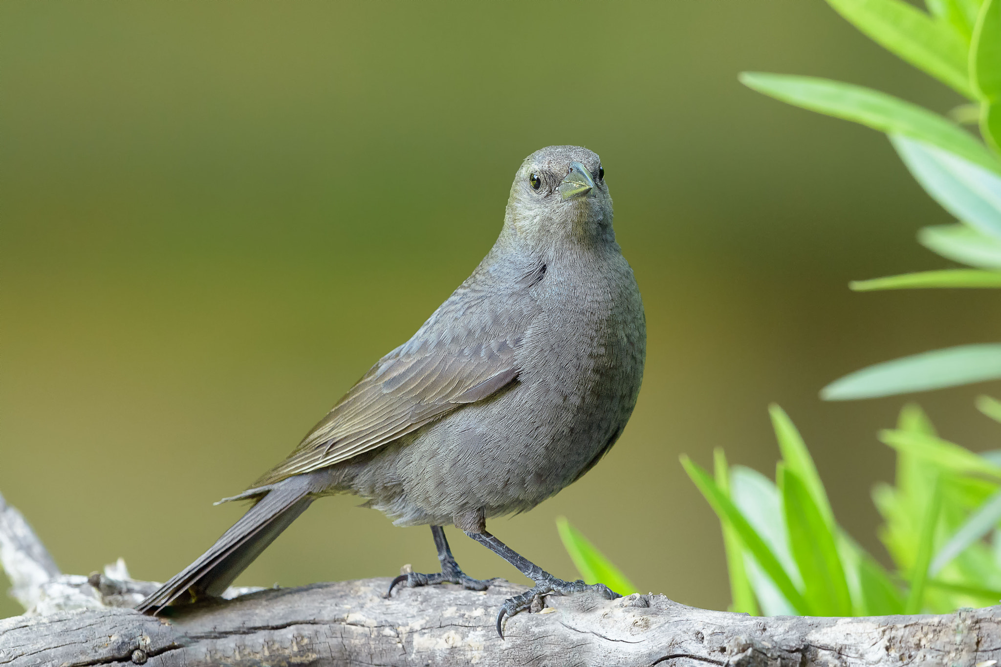 Nikon D800E + Nikon AF-S Nikkor 500mm F4G ED VR sample photo. Aves de chile photography