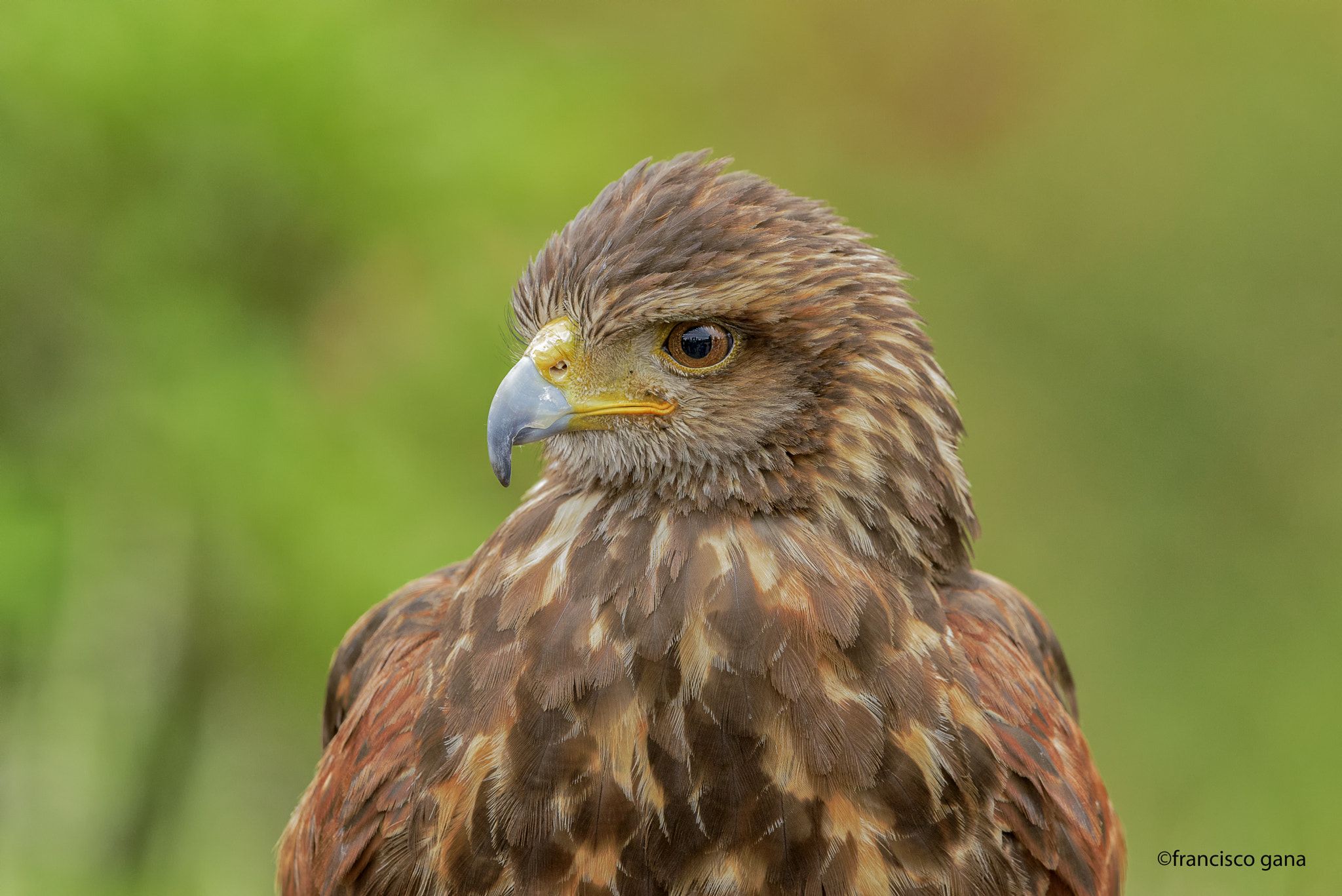 Nikon D800E + Nikon AF-S Nikkor 500mm F4G ED VR sample photo. Aves de chile photography