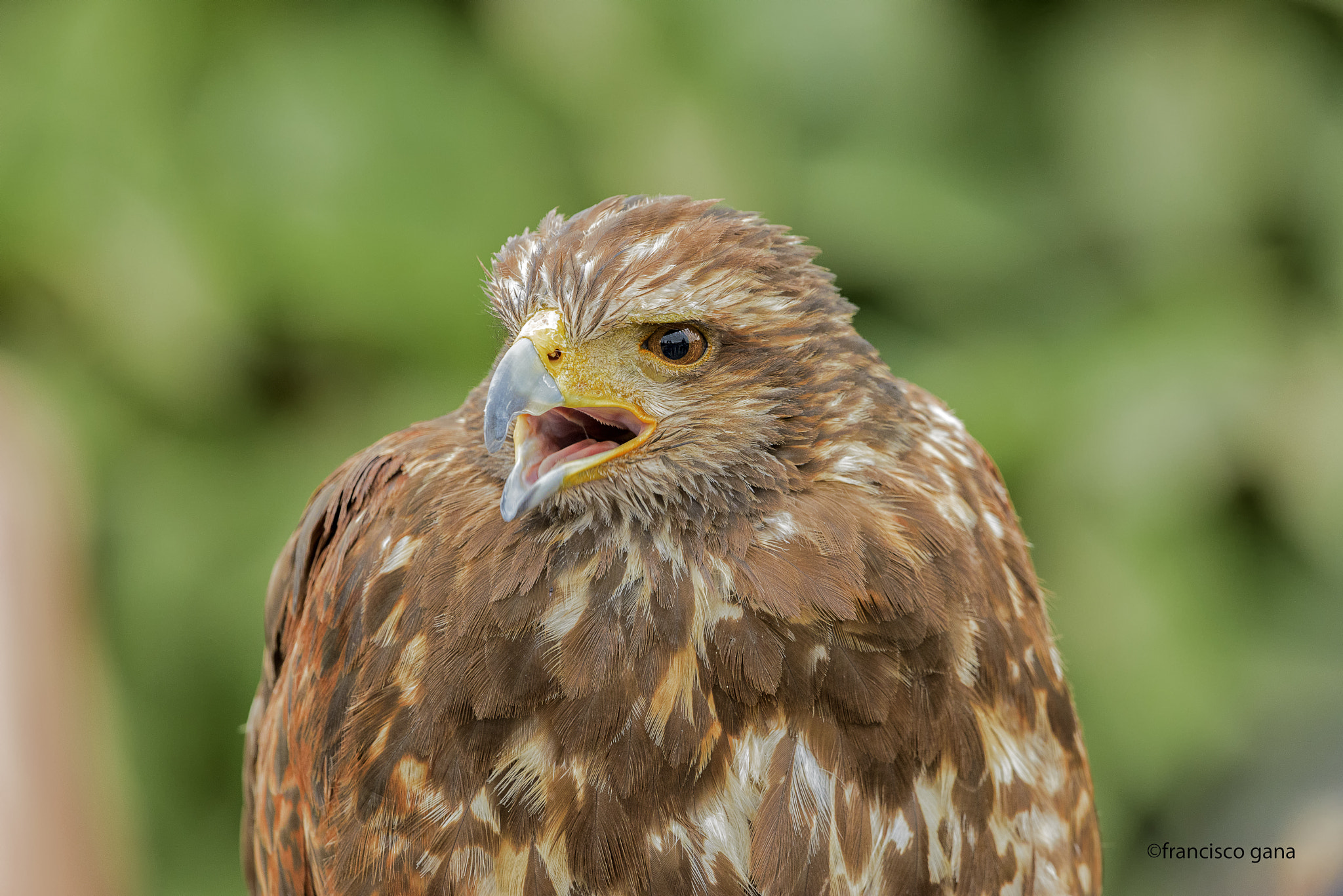 Nikon D800E + Nikon AF-S Nikkor 500mm F4G ED VR sample photo. Aves de chile photography