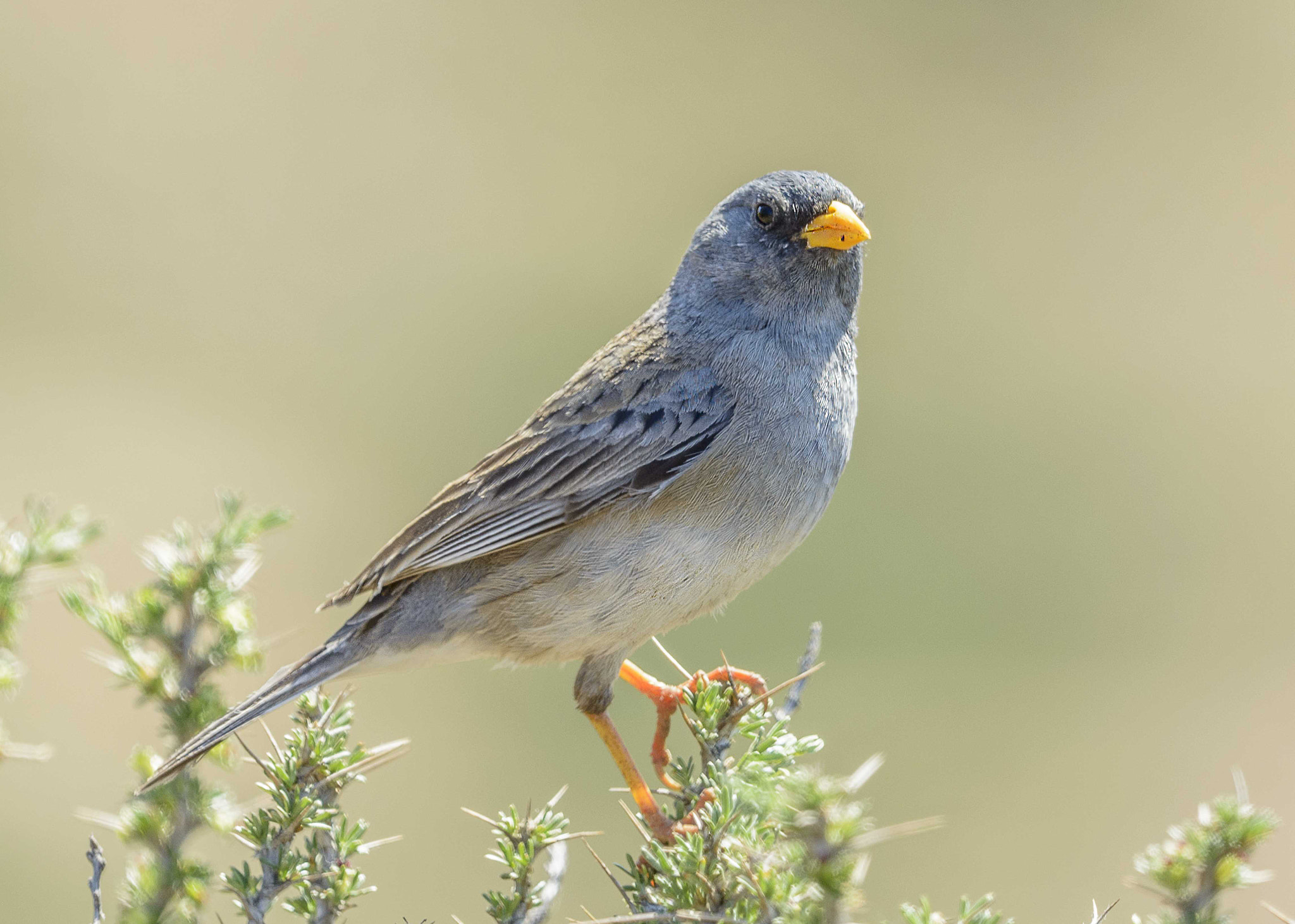 Nikon D800E + Nikon AF-S Nikkor 500mm F4G ED VR sample photo. Aves de chile photography