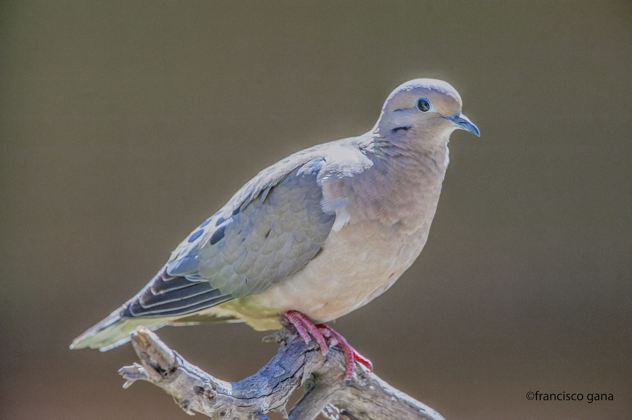 Nikon D700 + Nikon AF-S Nikkor 500mm F4G ED VR sample photo. Aves de chile photography