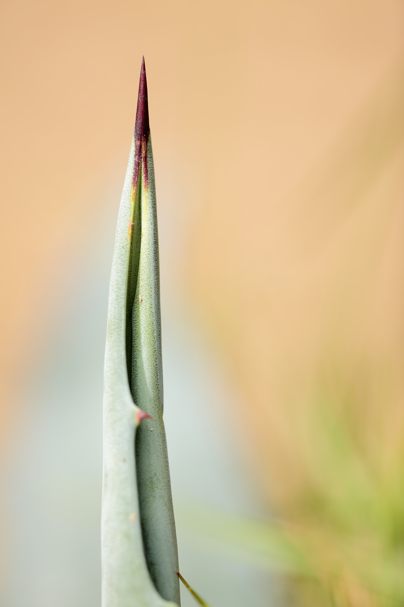 Canon EF 180mm F3.5L Macro USM sample photo. Tms #5 photography