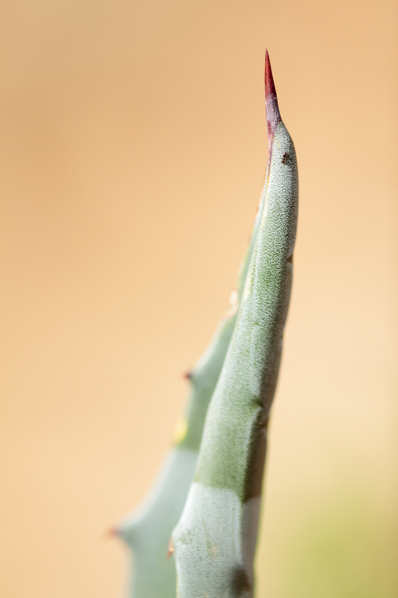 Canon EF 180mm F3.5L Macro USM sample photo. Tms #6 photography