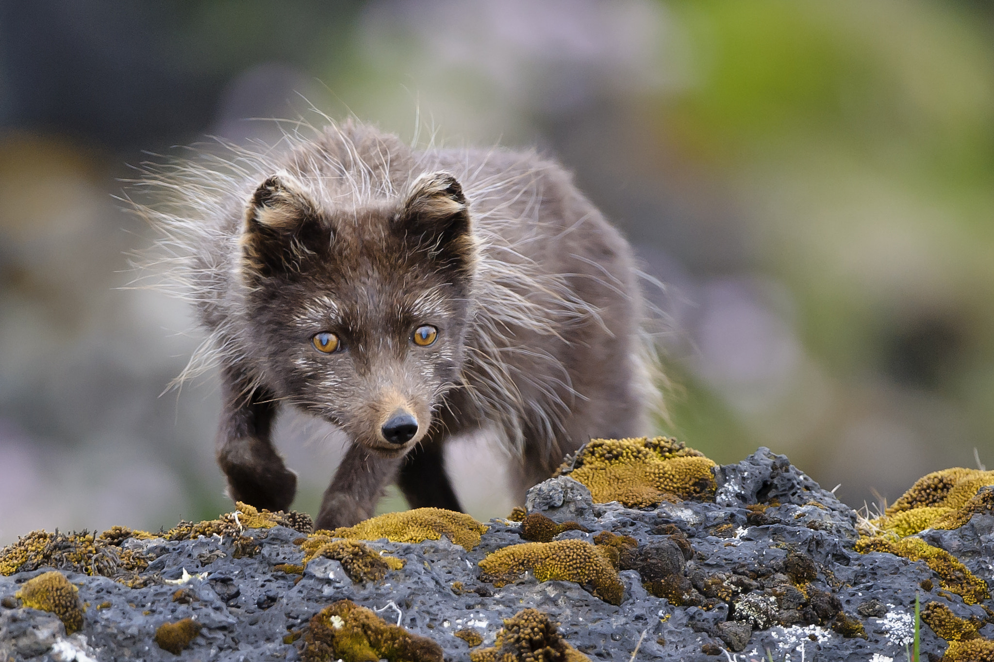 Arctic Fox (Vulpes lagopus fuliginosus) by Einar Gudmann / 500px