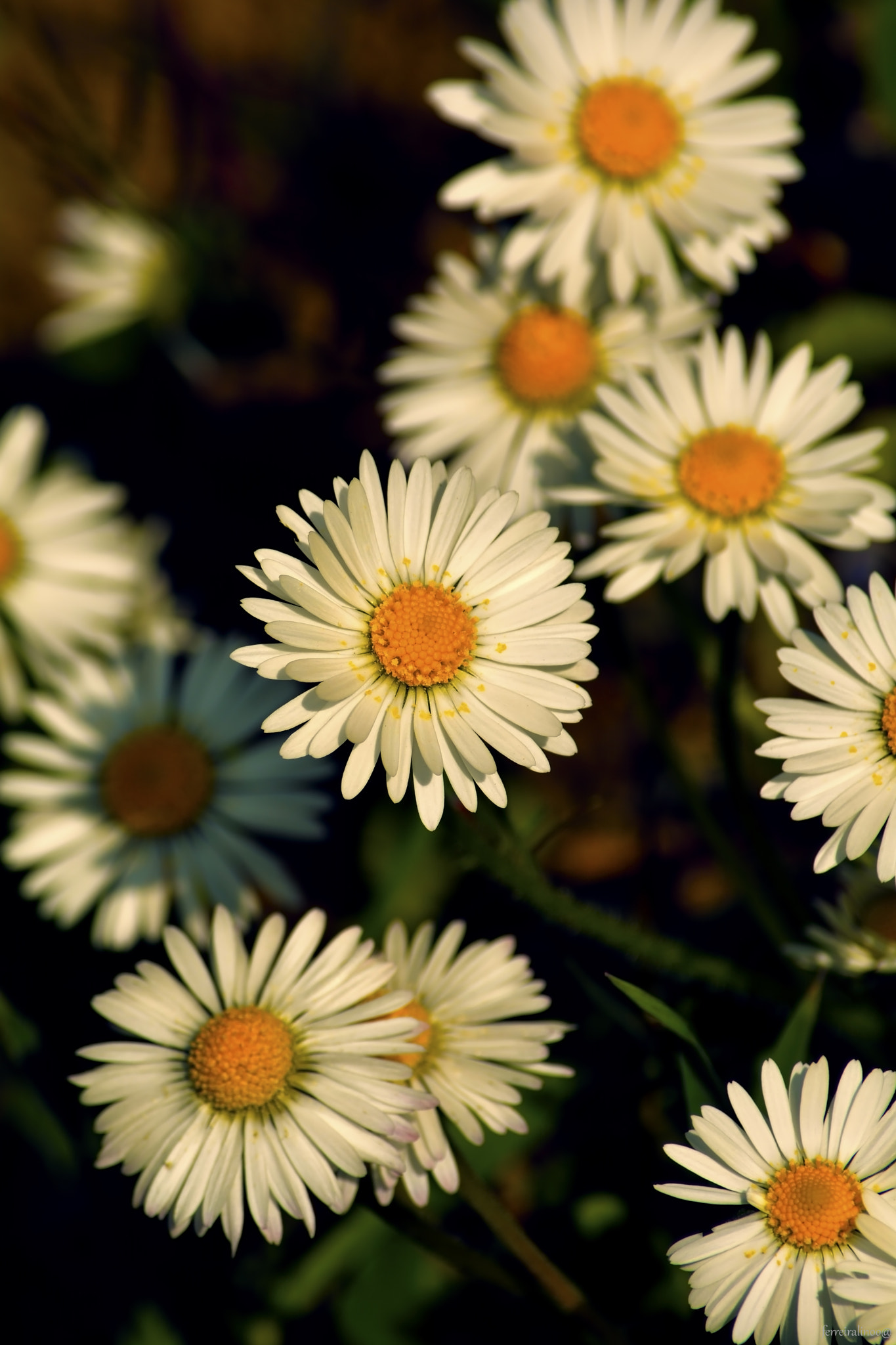 Zeiss Milvus 35mm f/2 sample photo. Flower photography