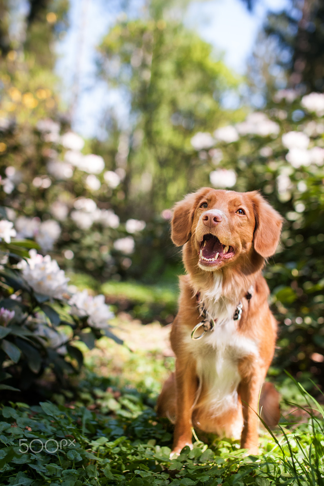 Nikon D3 + Sigma 50mm F1.4 EX DG HSM sample photo. Secret garden photography