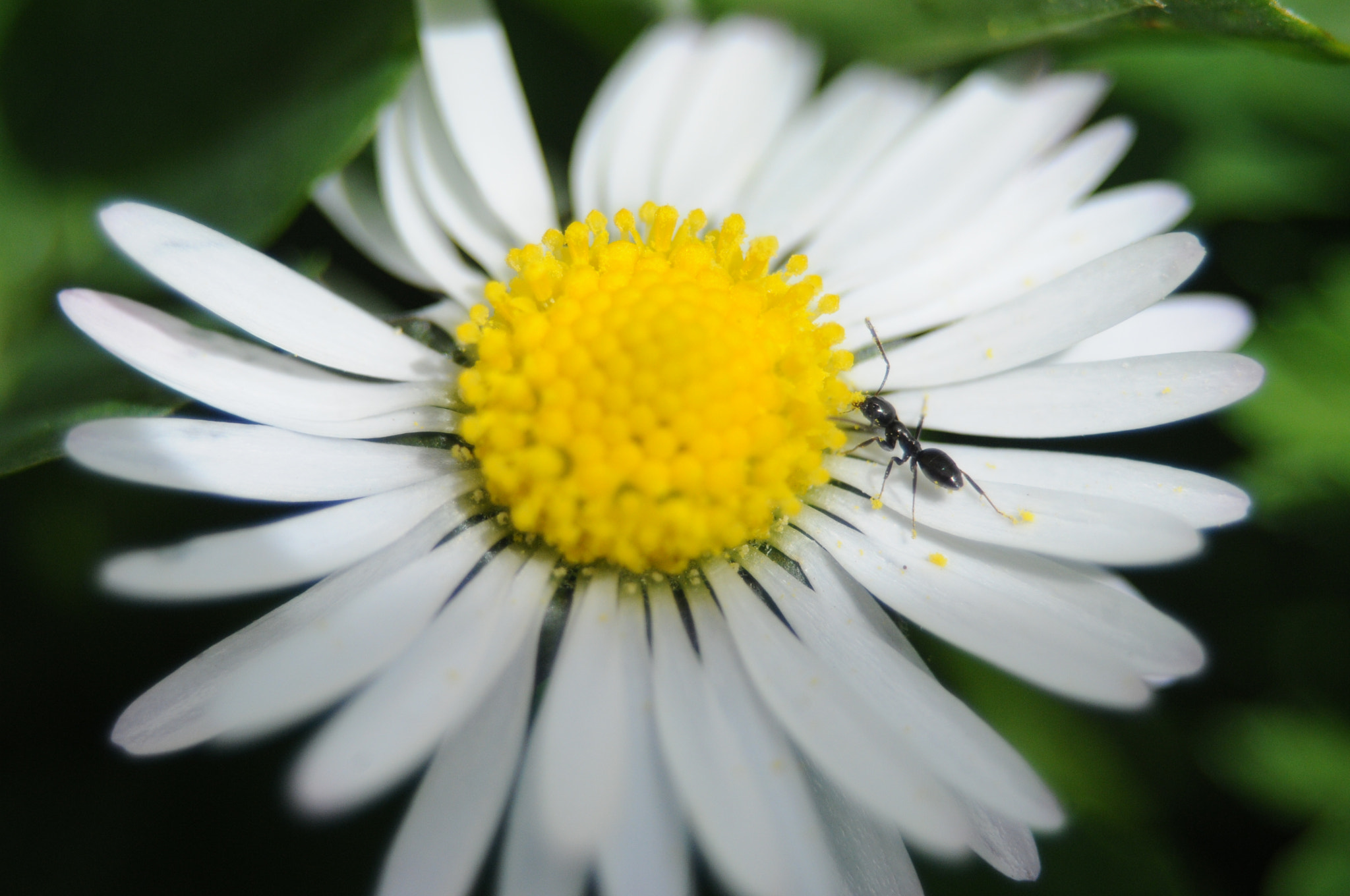 AF Zoom-Nikkor 35-80mm f/4-5.6D sample photo. [] photography