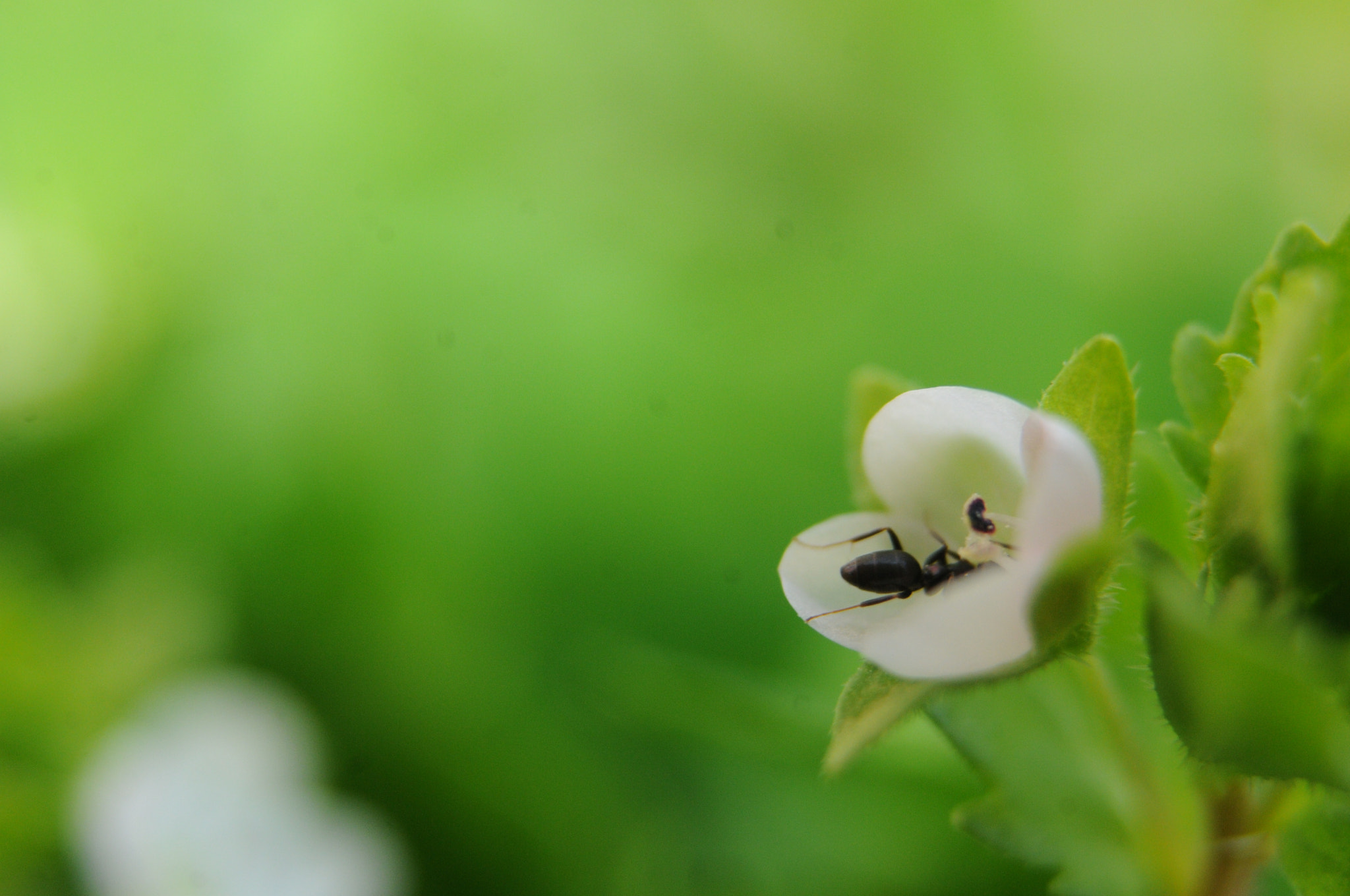 AF Zoom-Nikkor 35-80mm f/4-5.6D sample photo. [] photography
