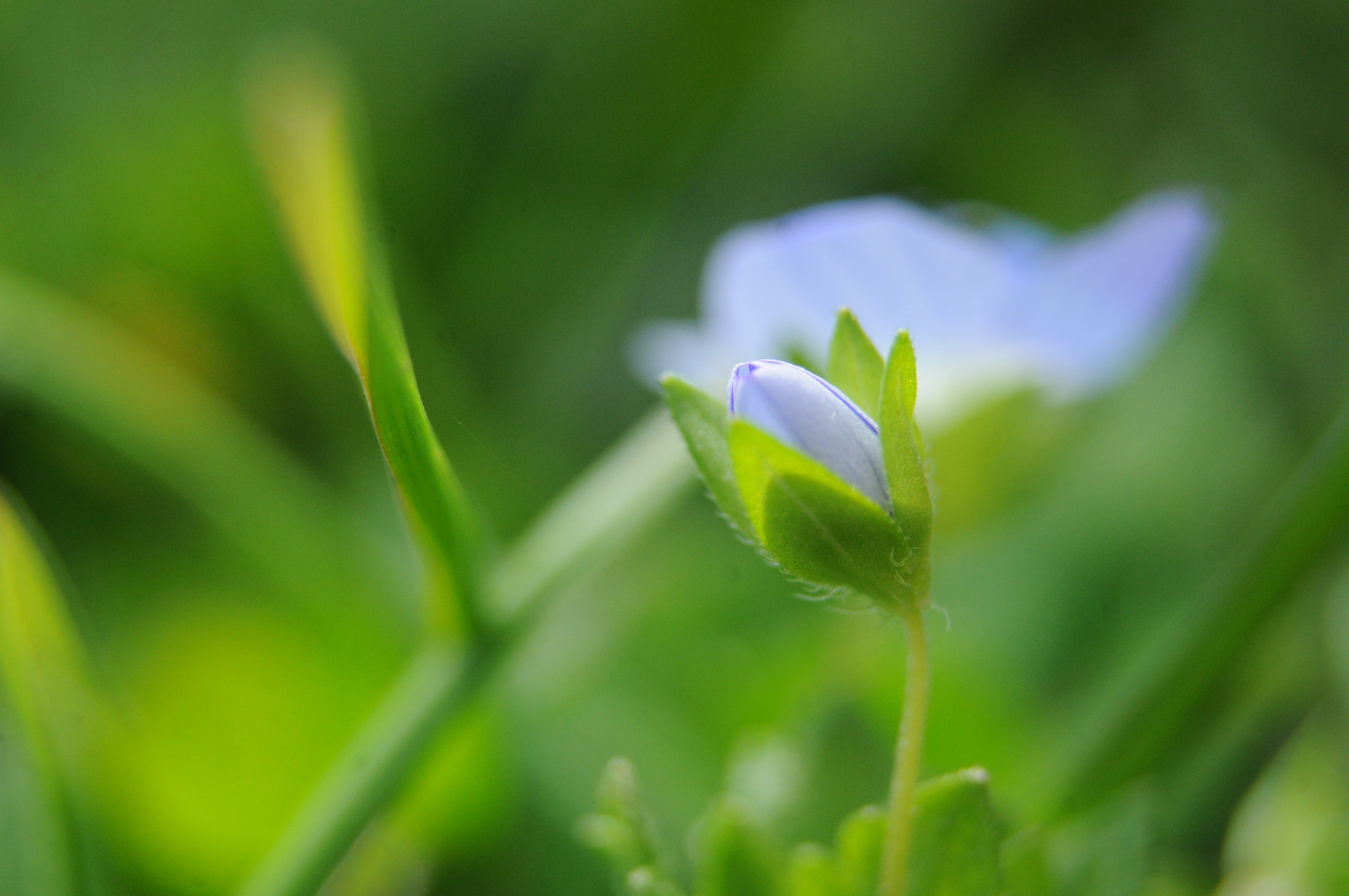 AF Zoom-Nikkor 35-80mm f/4-5.6D sample photo. [] photography