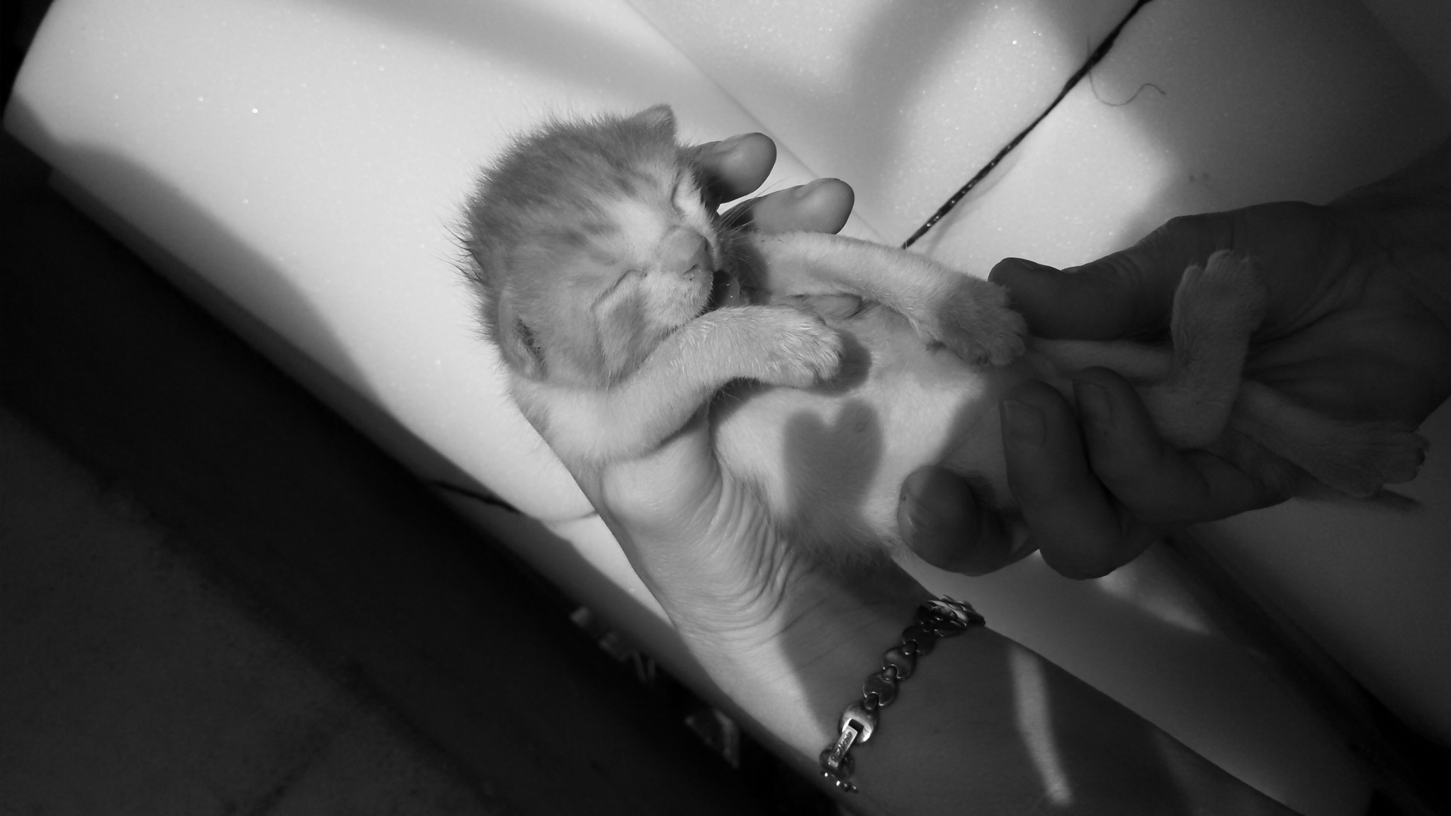 Motorola DROID RAZR HD sample photo. New born street kitten in my sister's hands photography