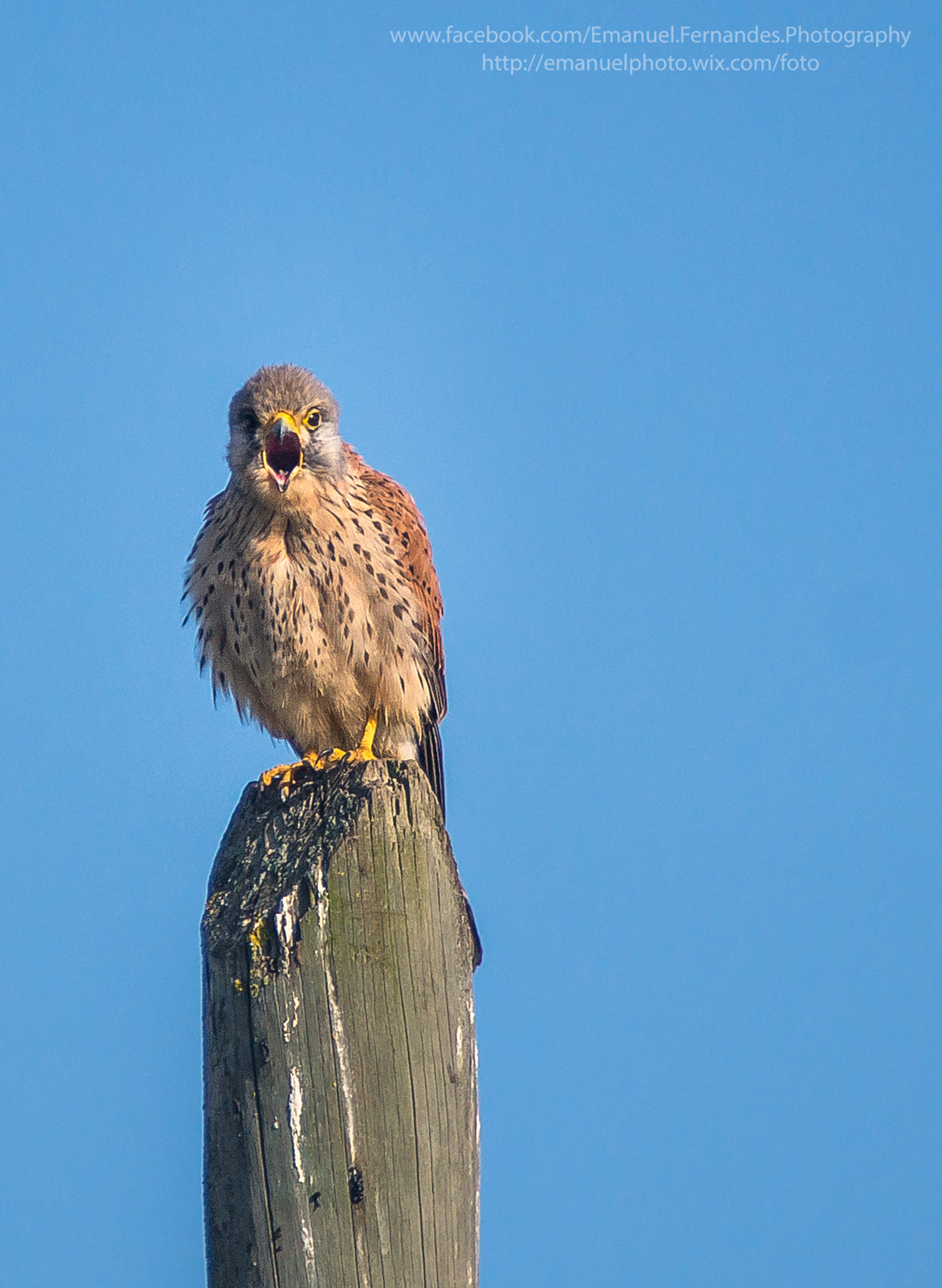 Minolta AF 300mm F2.8 HS-APO G sample photo. Peneireiro-vulgar (falco tinnunculus) photography