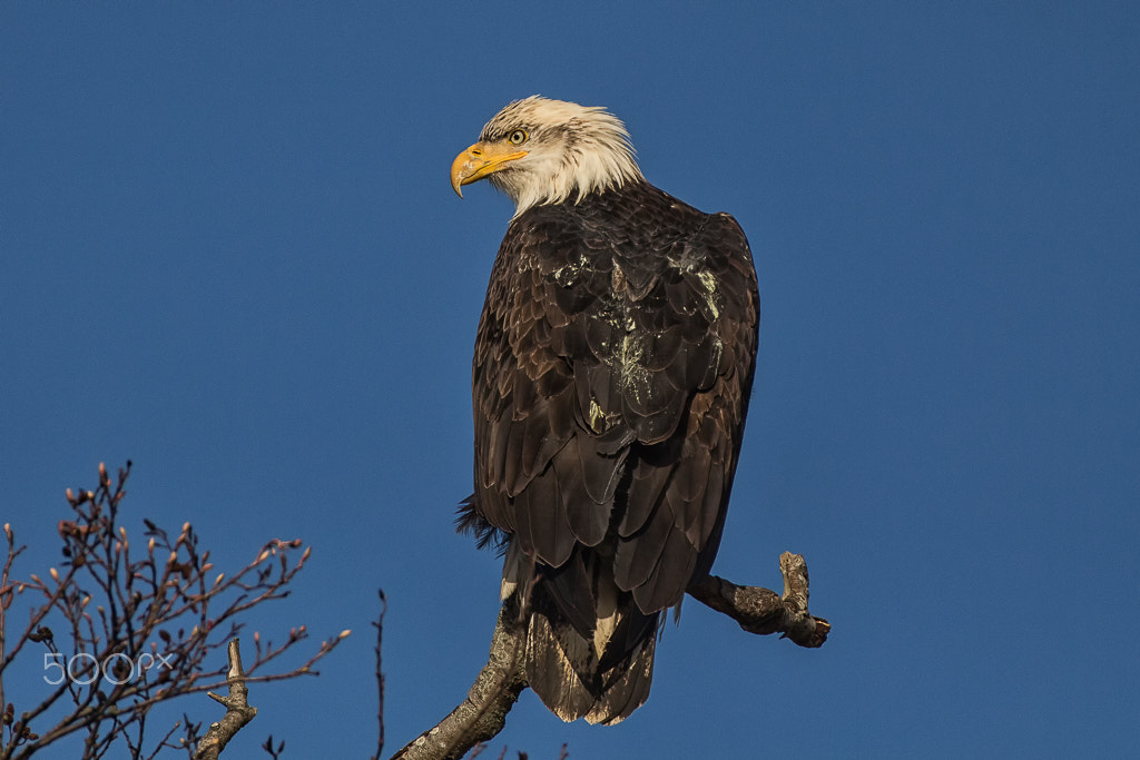 Canon EF 70-200mm F2.8L IS II USM sample photo. Bald eagle photography