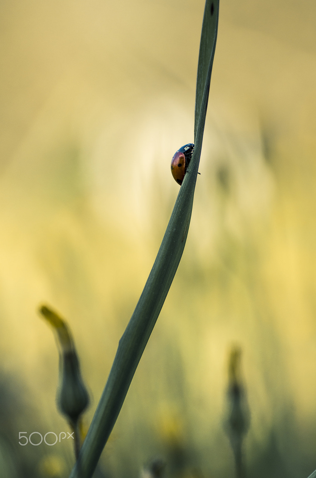 Tamron SP AF 90mm F2.8 Di Macro sample photo. Climbing lady photography