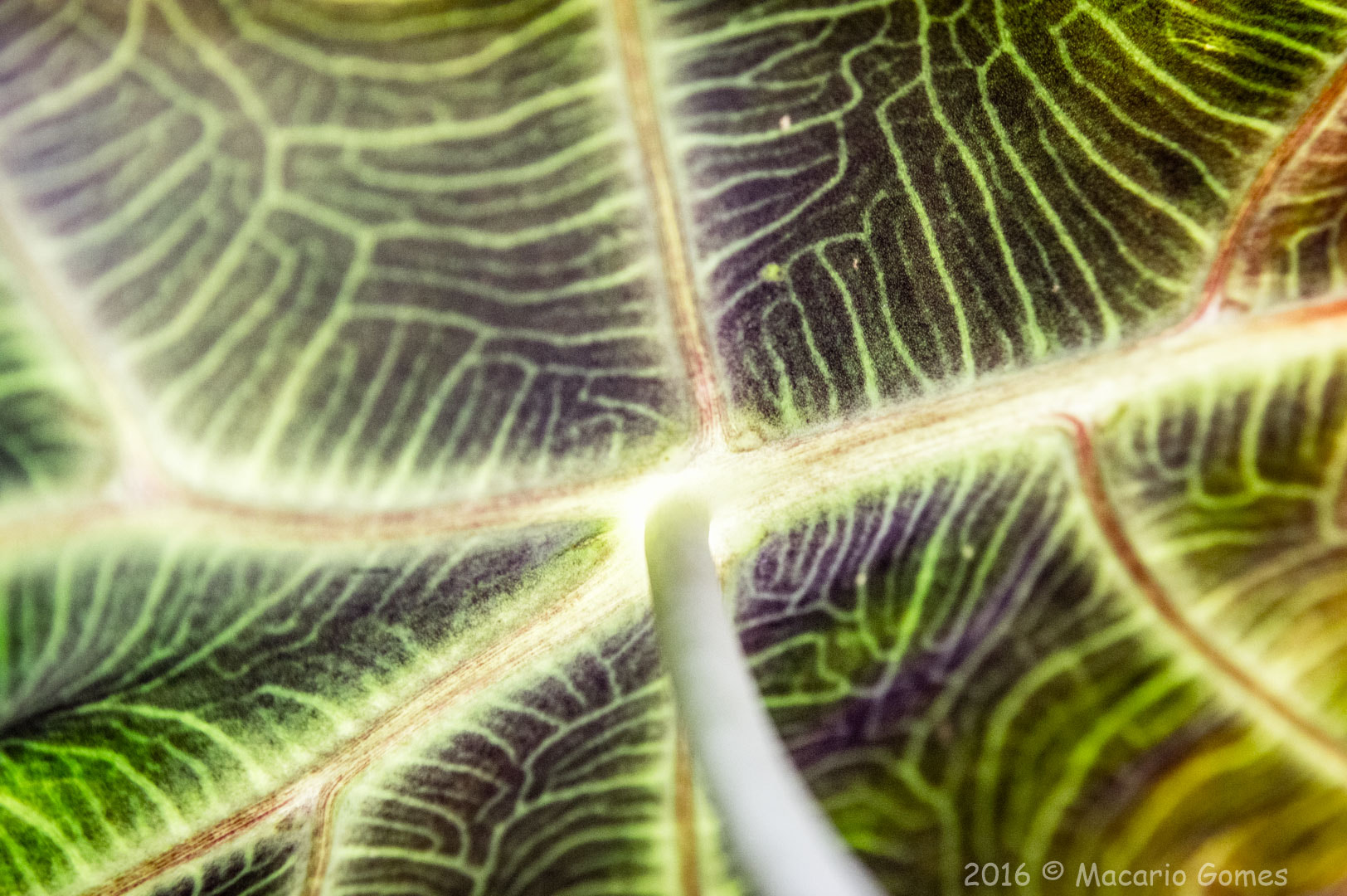 Tamron AF 28-75mm F2.8 XR Di LD Aspherical (IF) sample photo. Umbrella photography