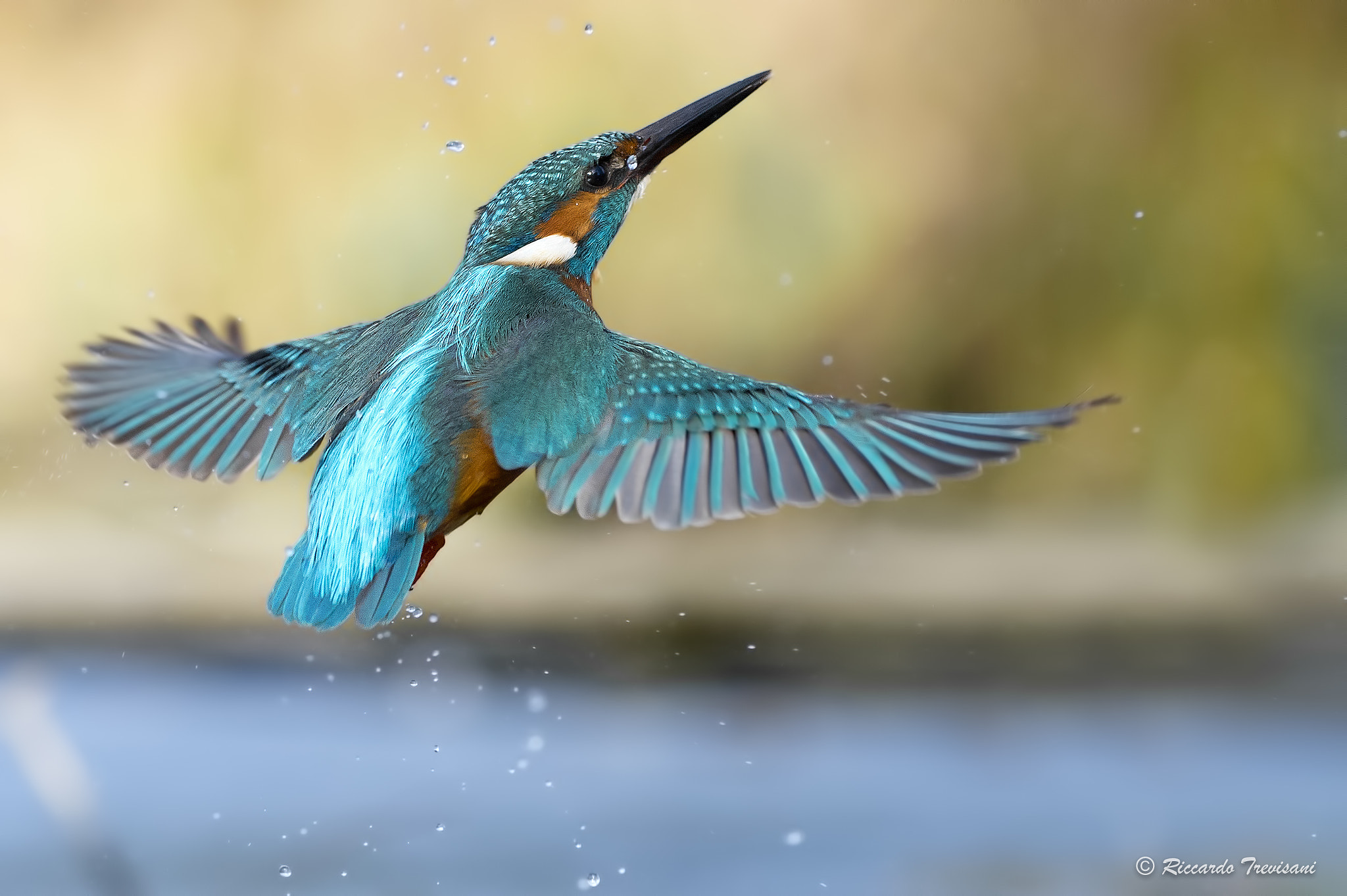 Nikon AF-S Nikkor 70-200mm F4G ED VR sample photo. Kingfisher photography