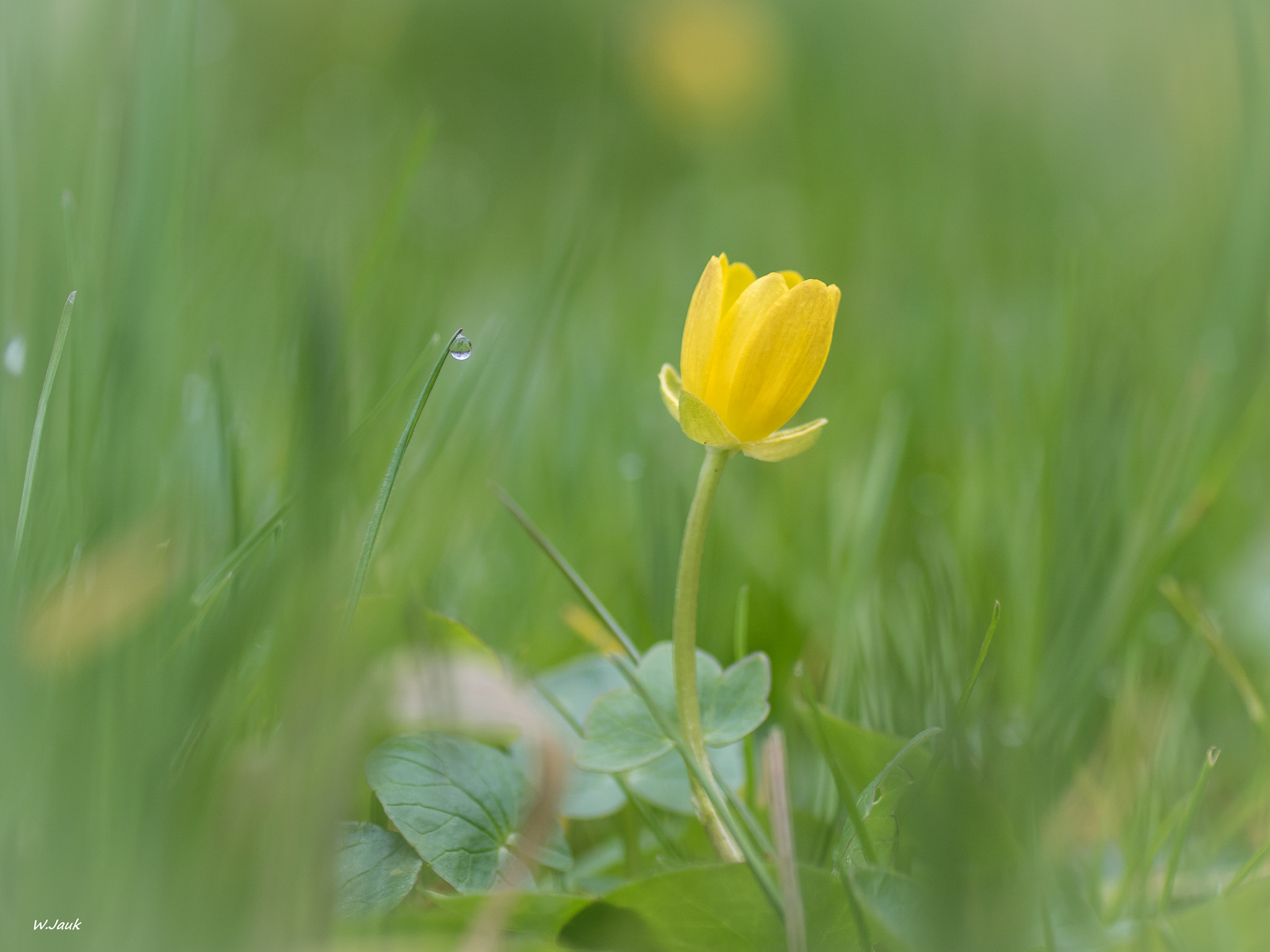 Sony ILCA-77M2 + Tamron SP AF 90mm F2.8 Di Macro sample photo. Spring photography
