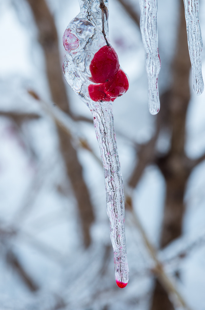 Pentax K-5 IIs sample photo. Frozen berries from an ice storm photography