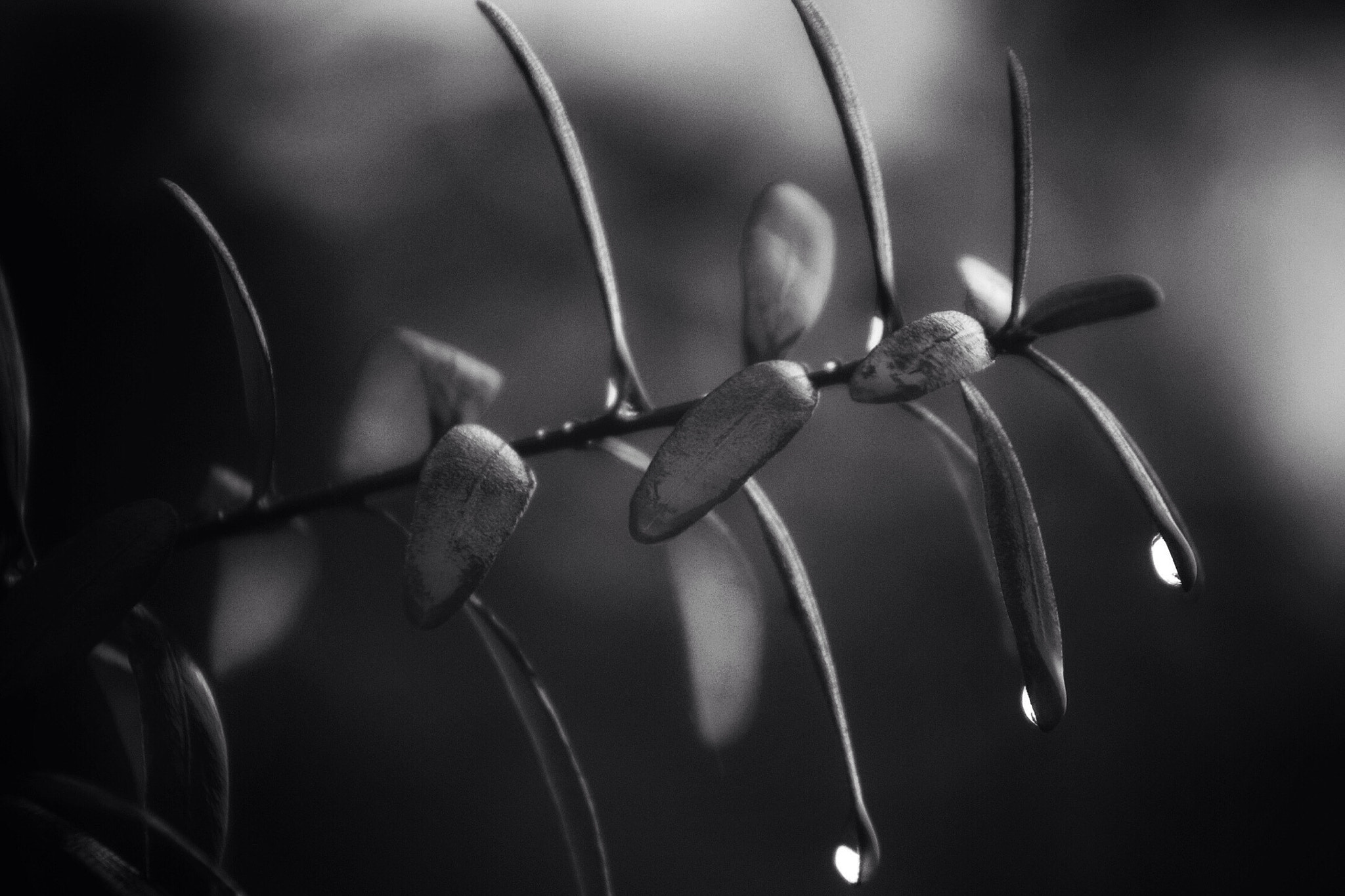 Canon EF75-300mm f/4-5.6 sample photo. Raindrops photography